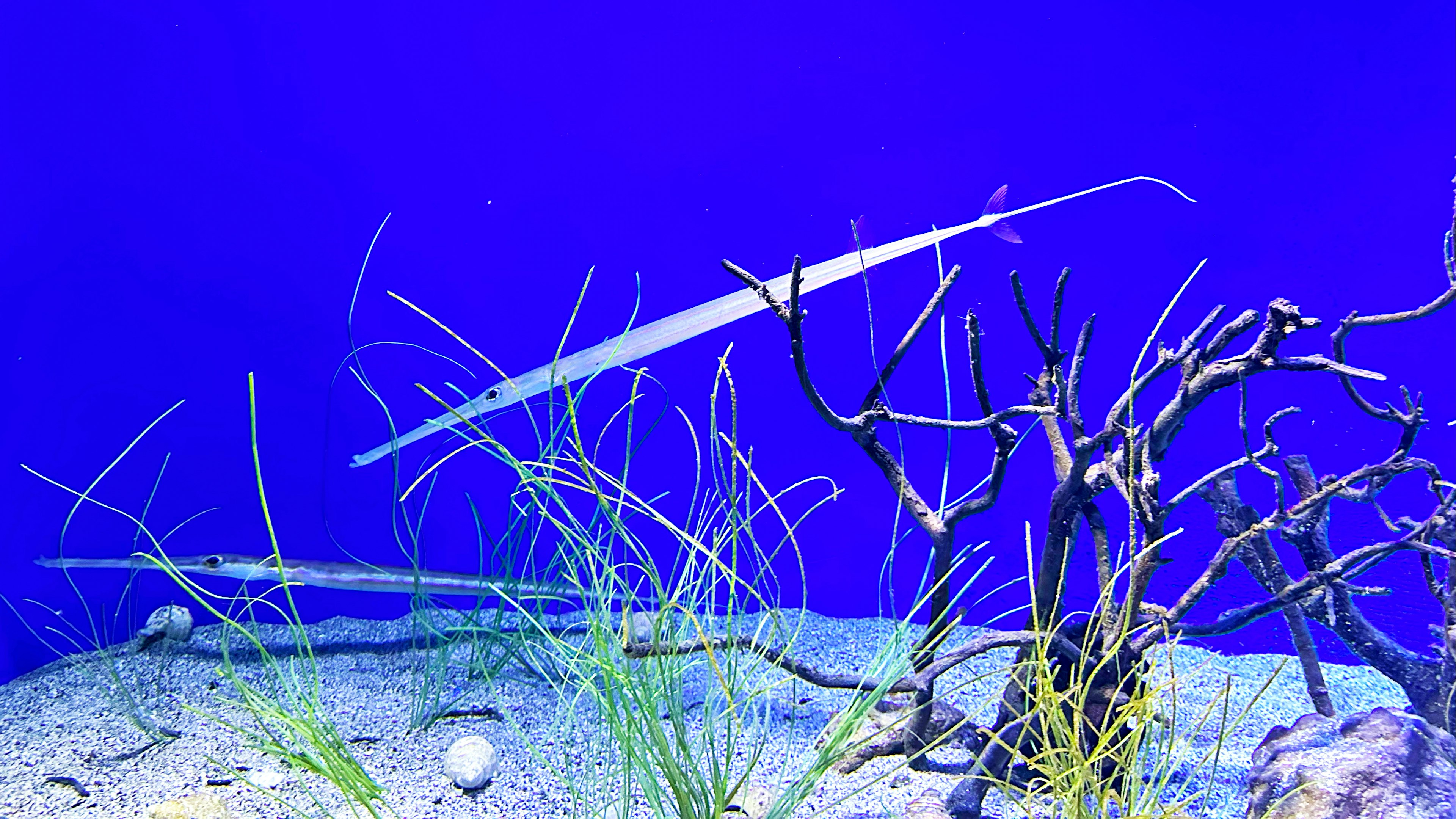 Ein schlanker Fisch schwimmt in einem blauen Ozean mit Seegras