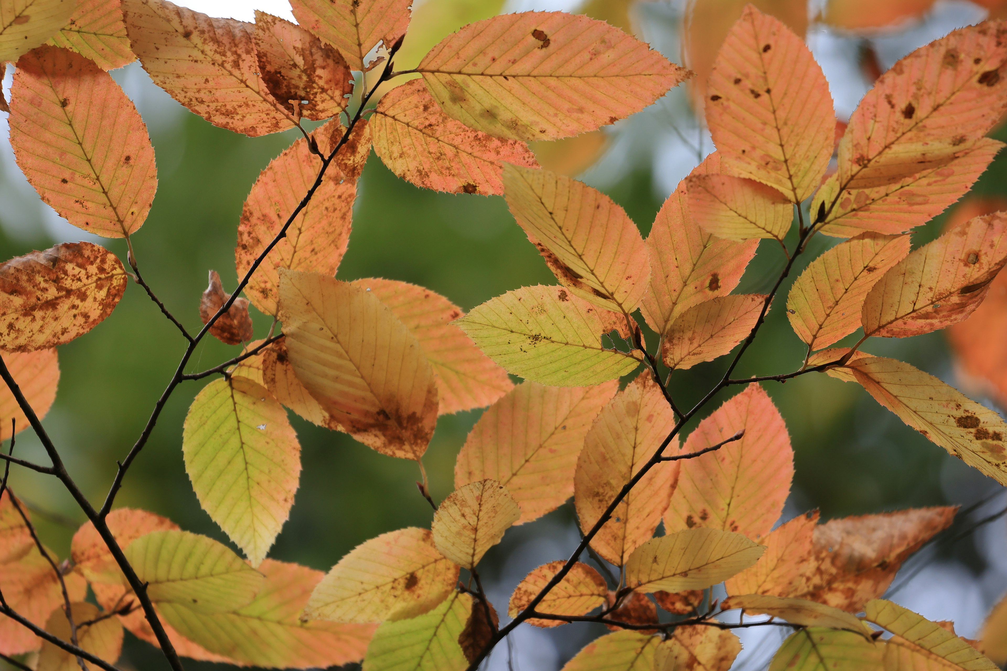 Gros plan de branches avec des feuilles orange et jaune