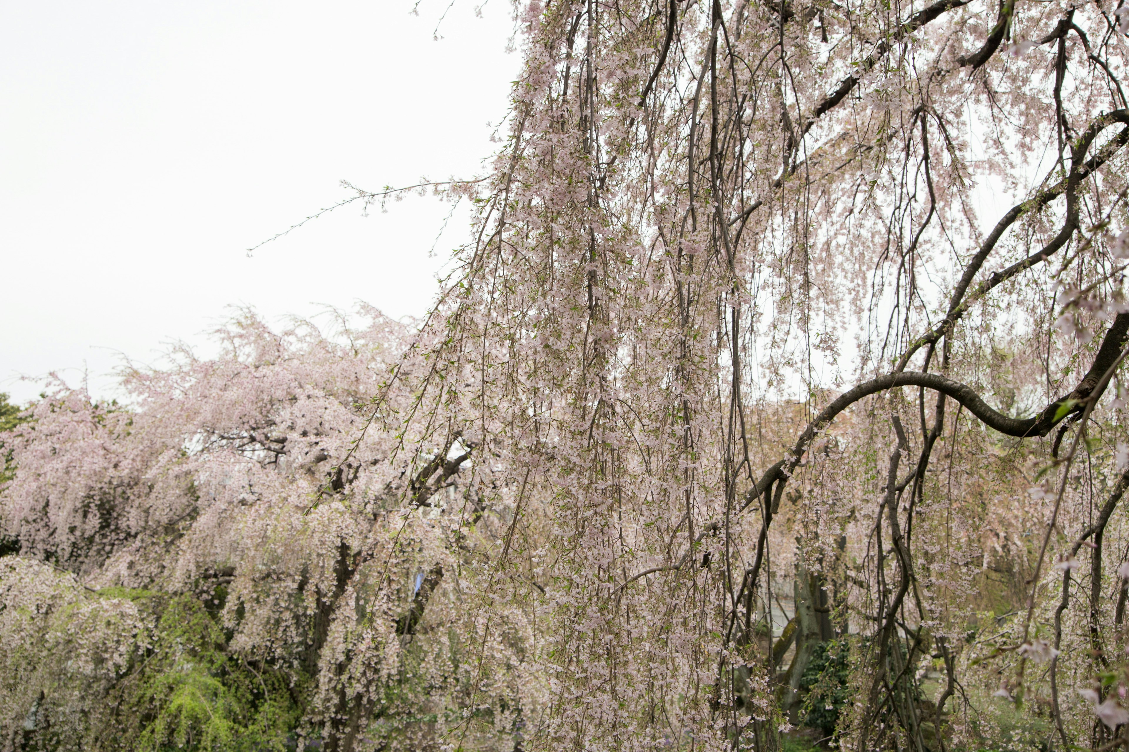 Cabang pohon sakura yang merunduk dihiasi dengan bunga merah muda pucat