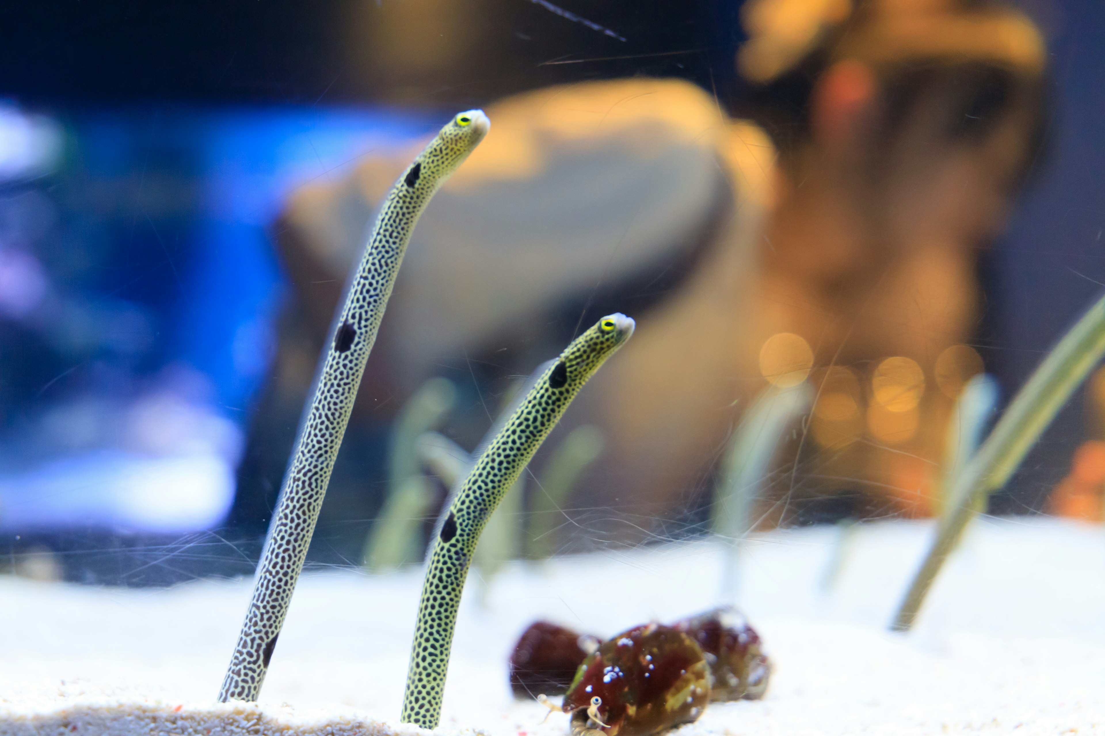 Eels emerging from the sand with a blurred background