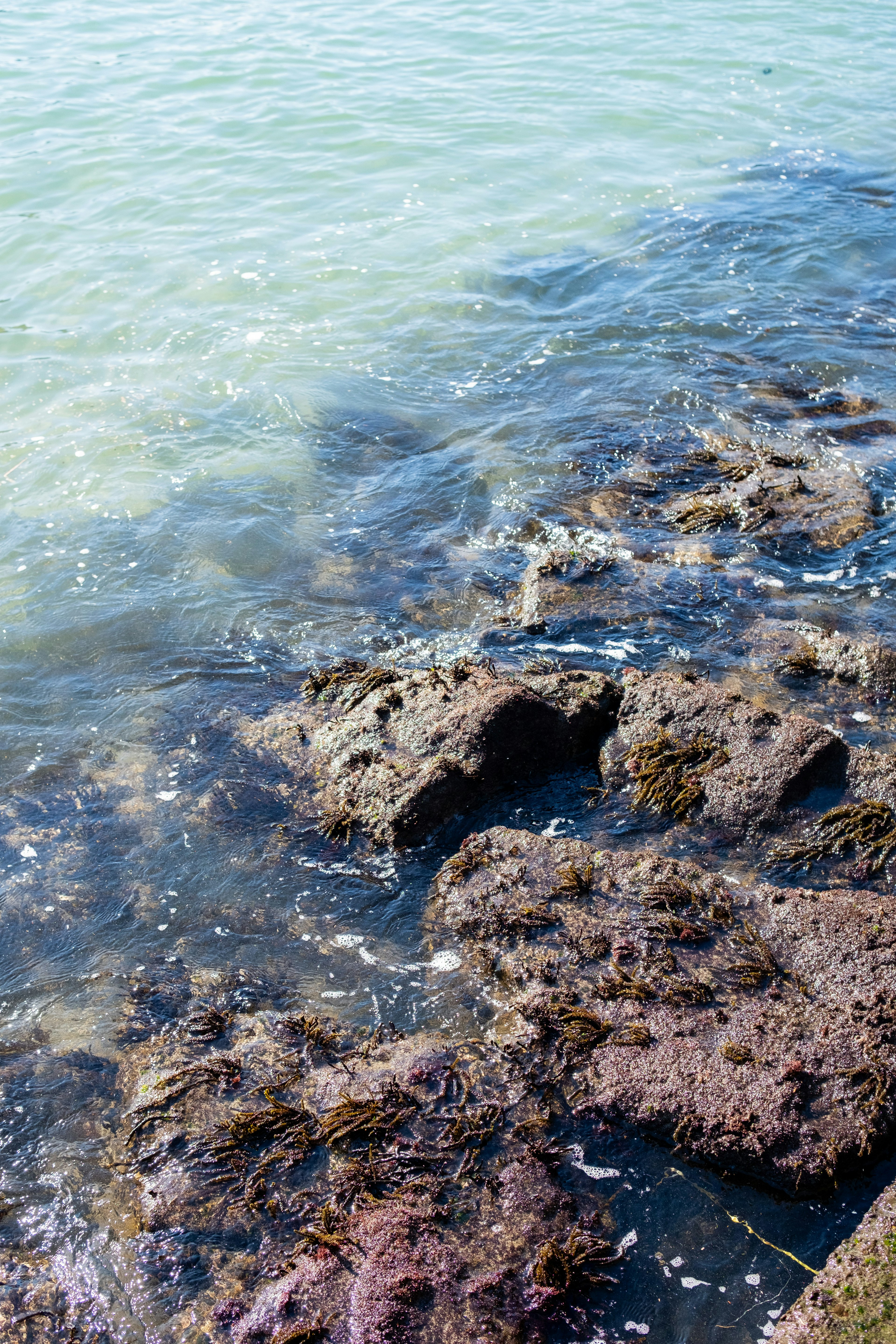 Pemandangan dengan rumput laut di antara air biru dan batu