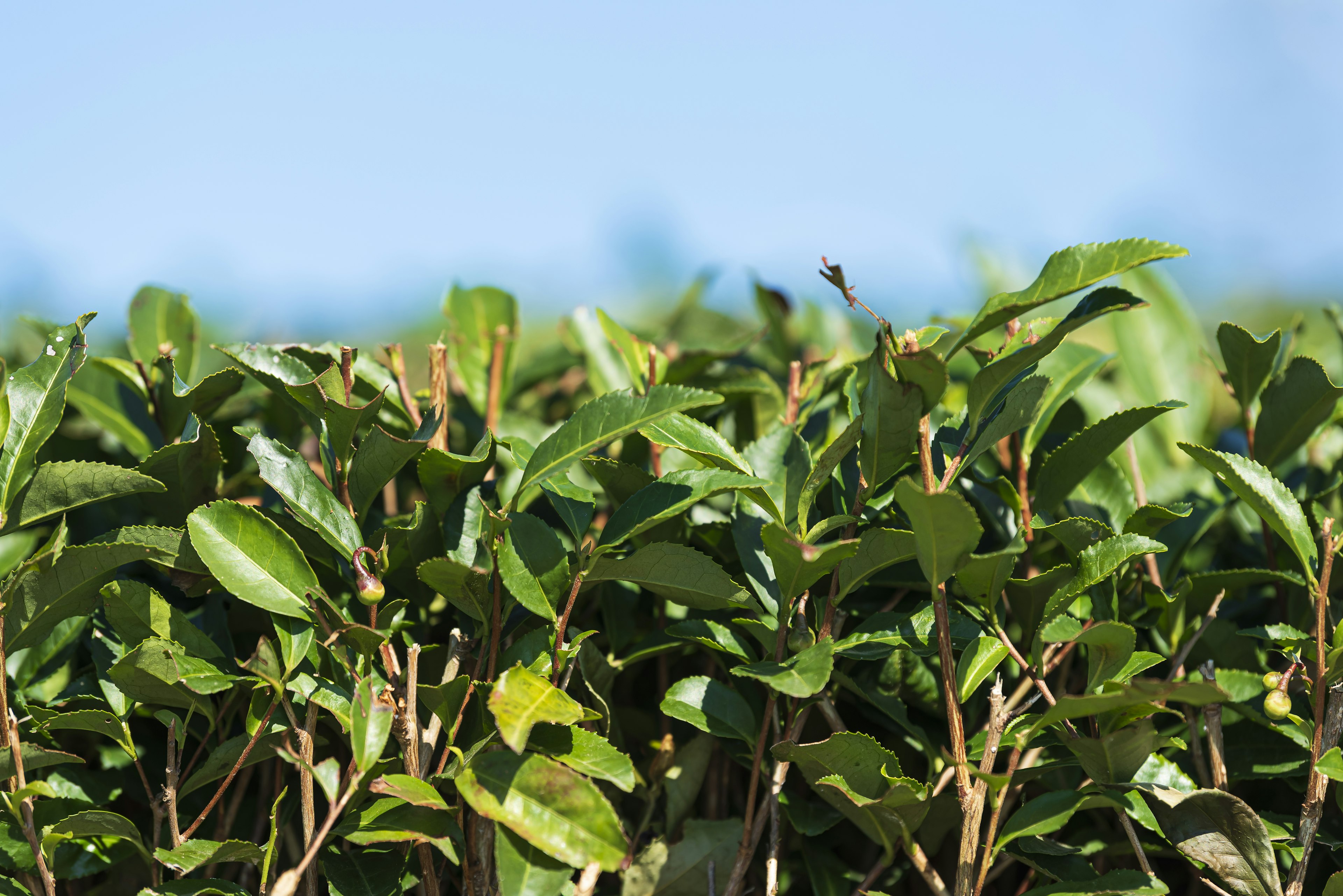 Lush green hedge with blue sky in the background