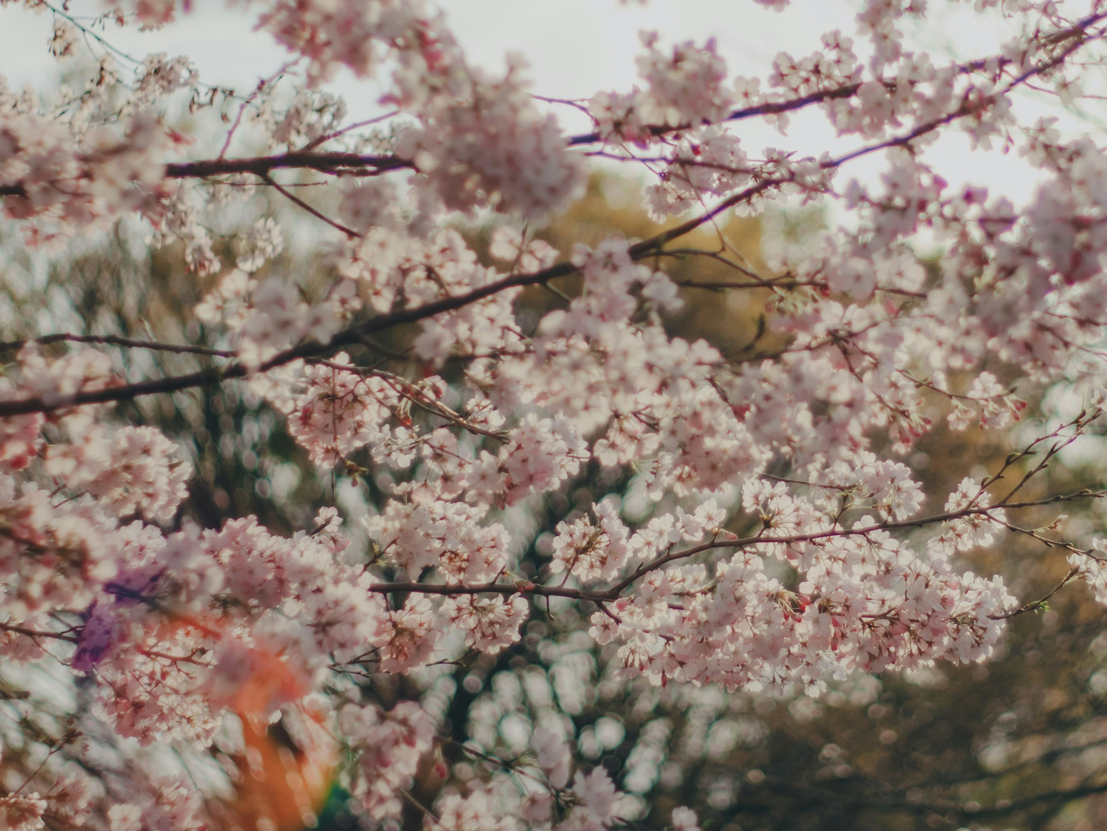 桜の花が咲いている枝のクローズアップ