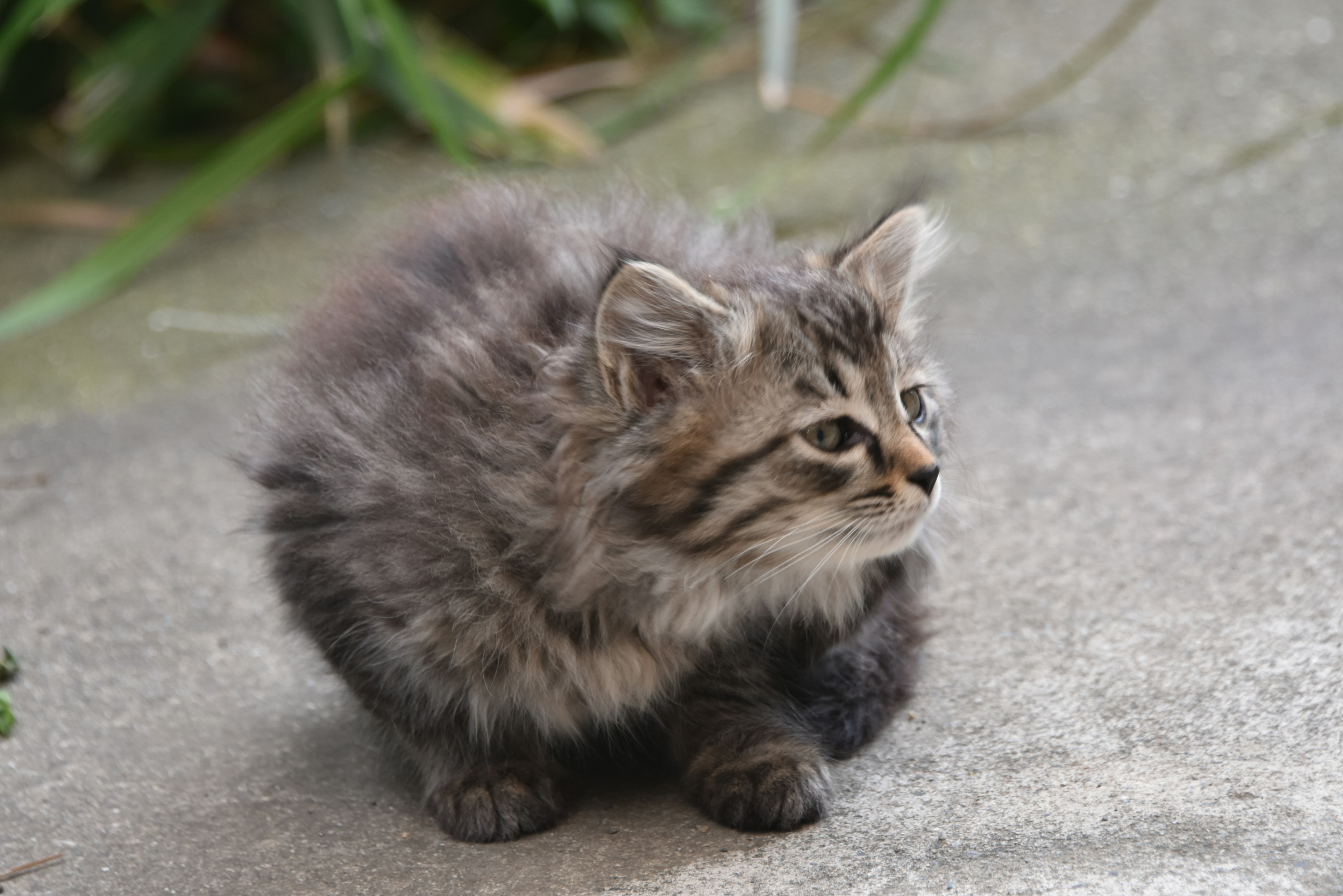 ふわふわの灰色の子猫が外で座っている