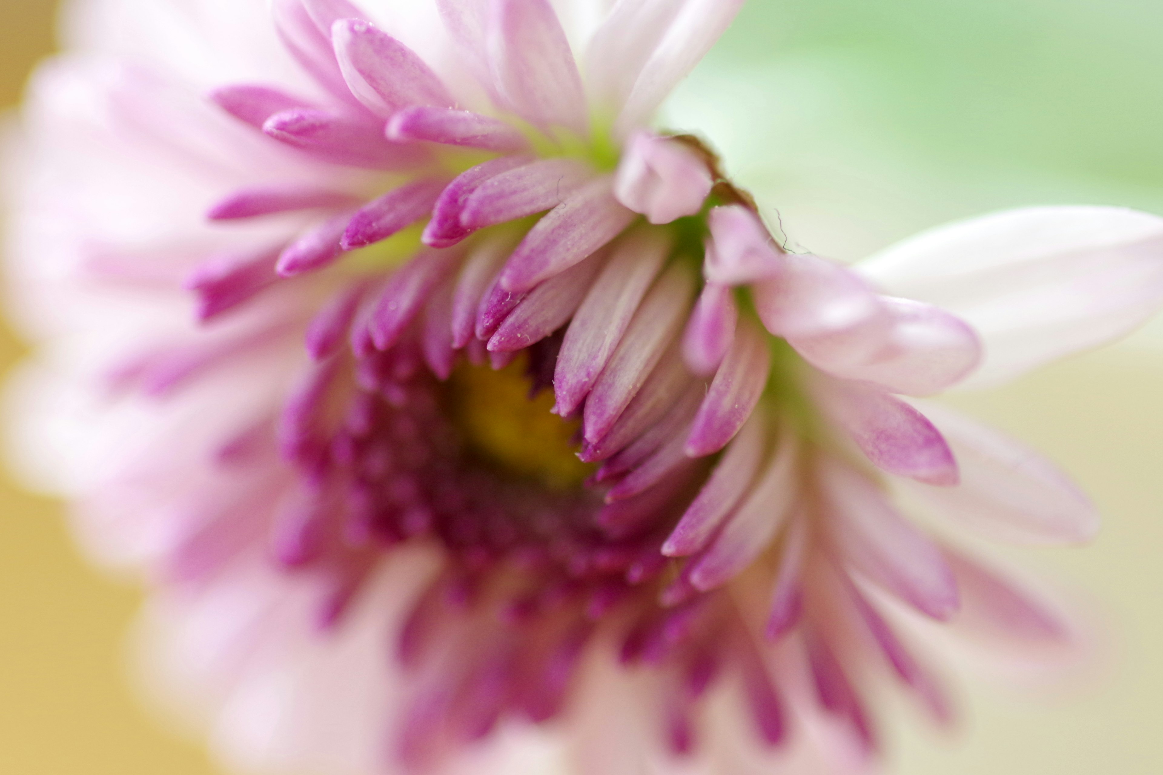 Acercamiento de una flor con pétalos morados suaves