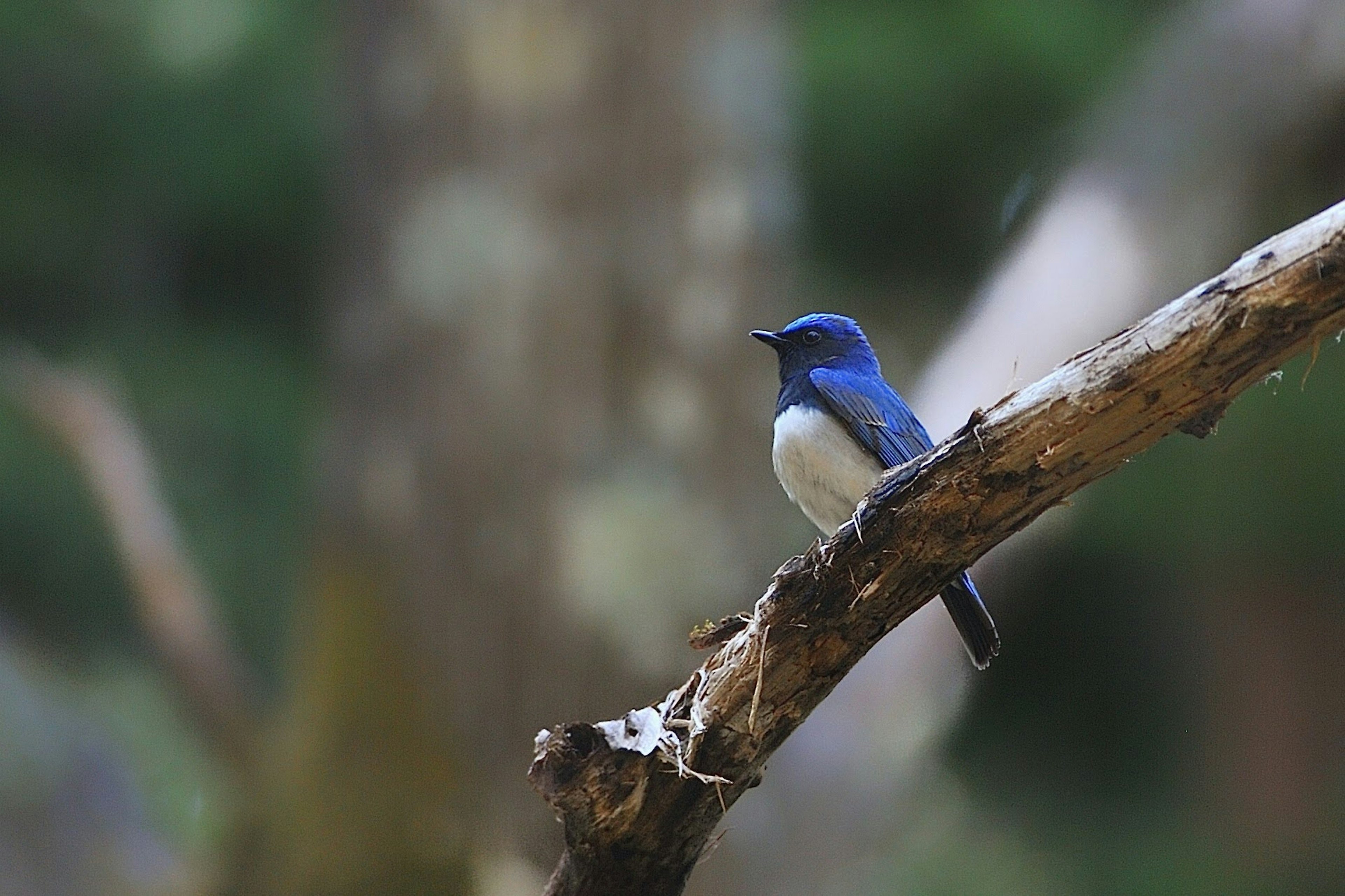 青い鳥が枝に止まっている