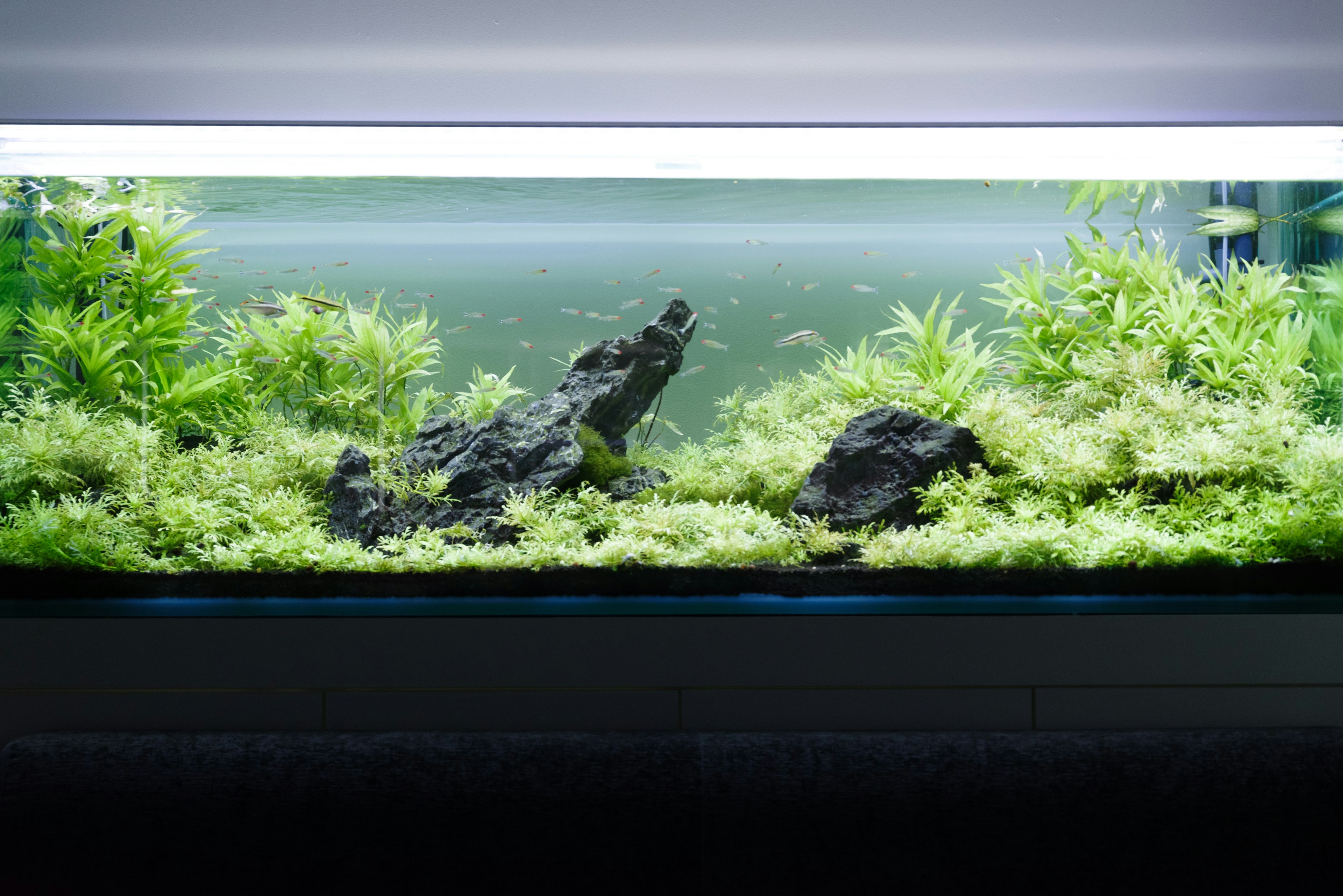 Schöne Aquarienlandschaft mit Wasserpflanzen und Steinen