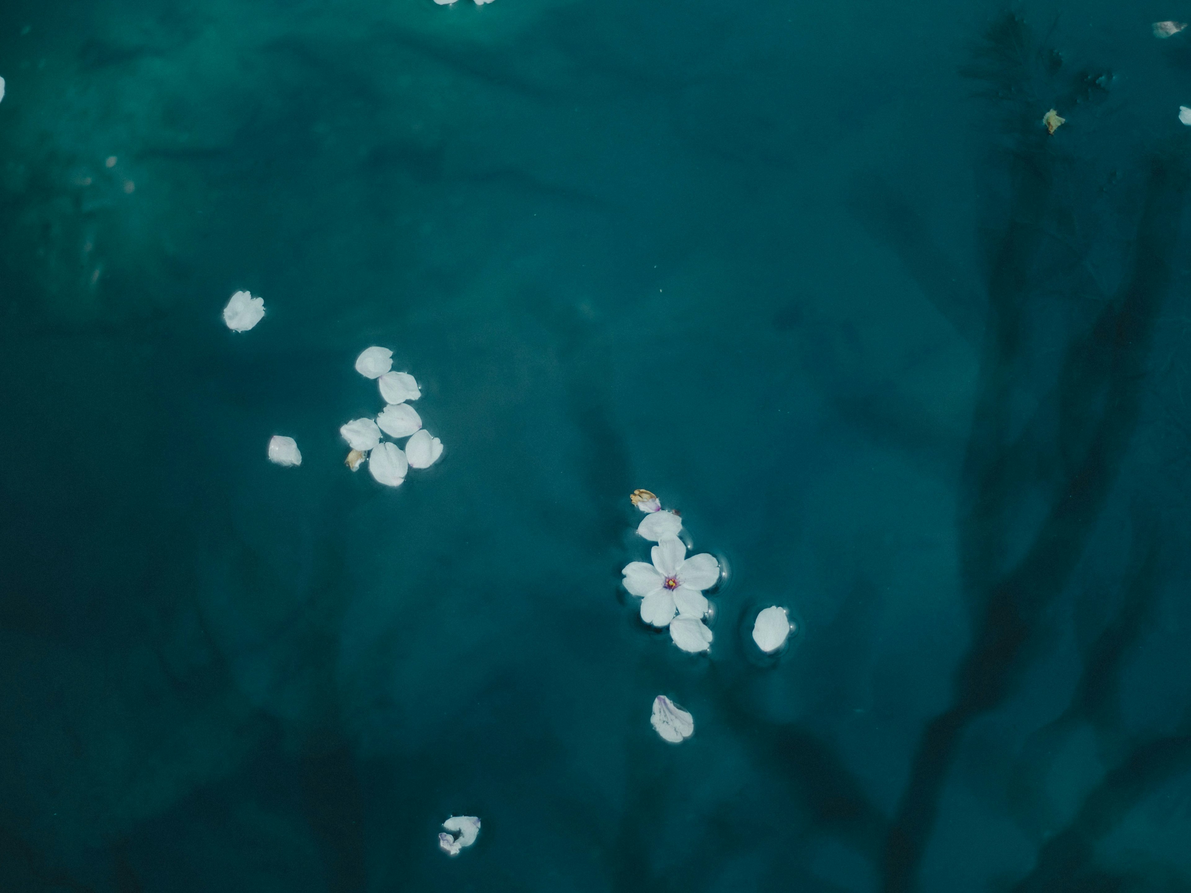 Pétales blancs flottant sur une surface d'eau bleue