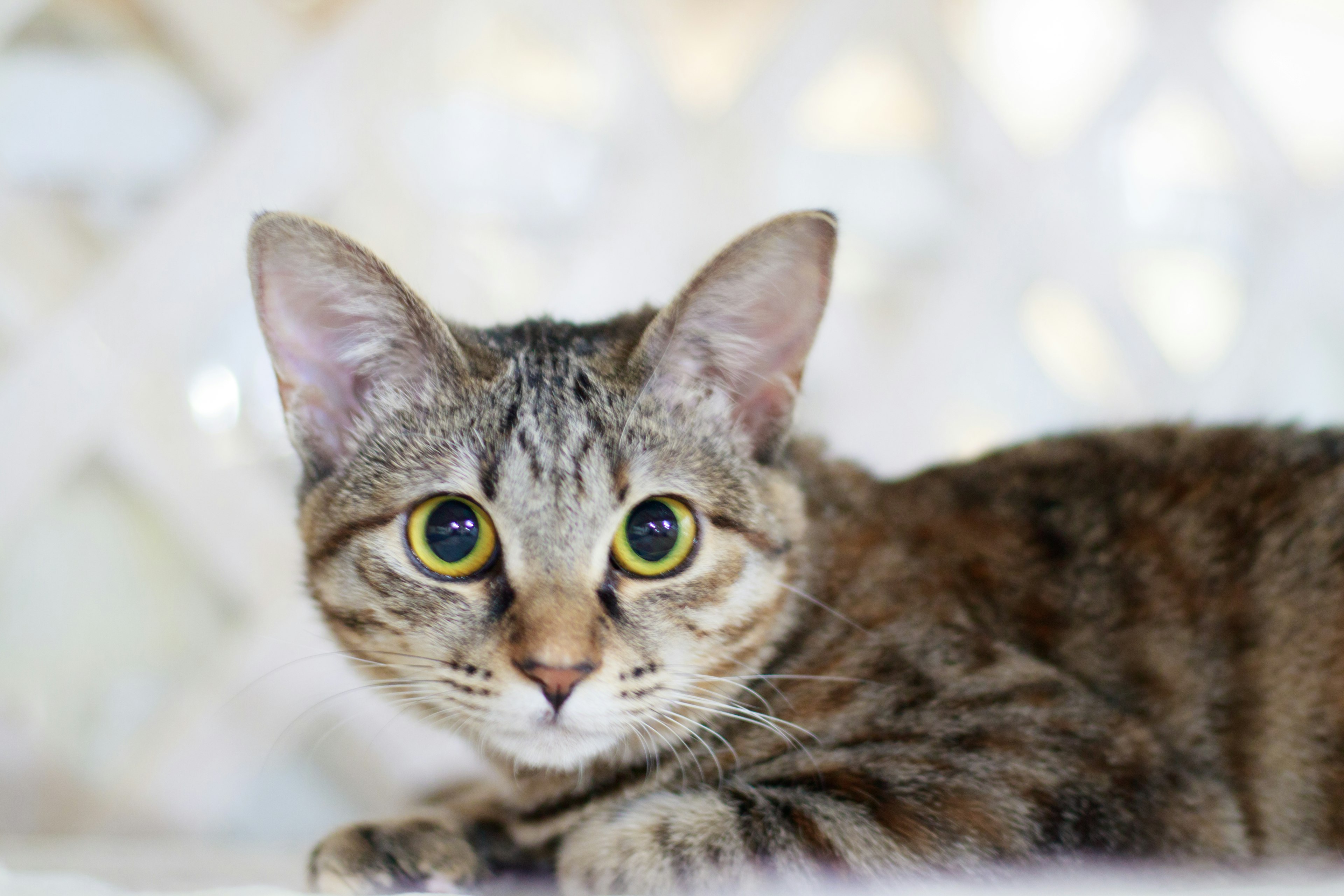 A brown striped cat lying in front of a white background