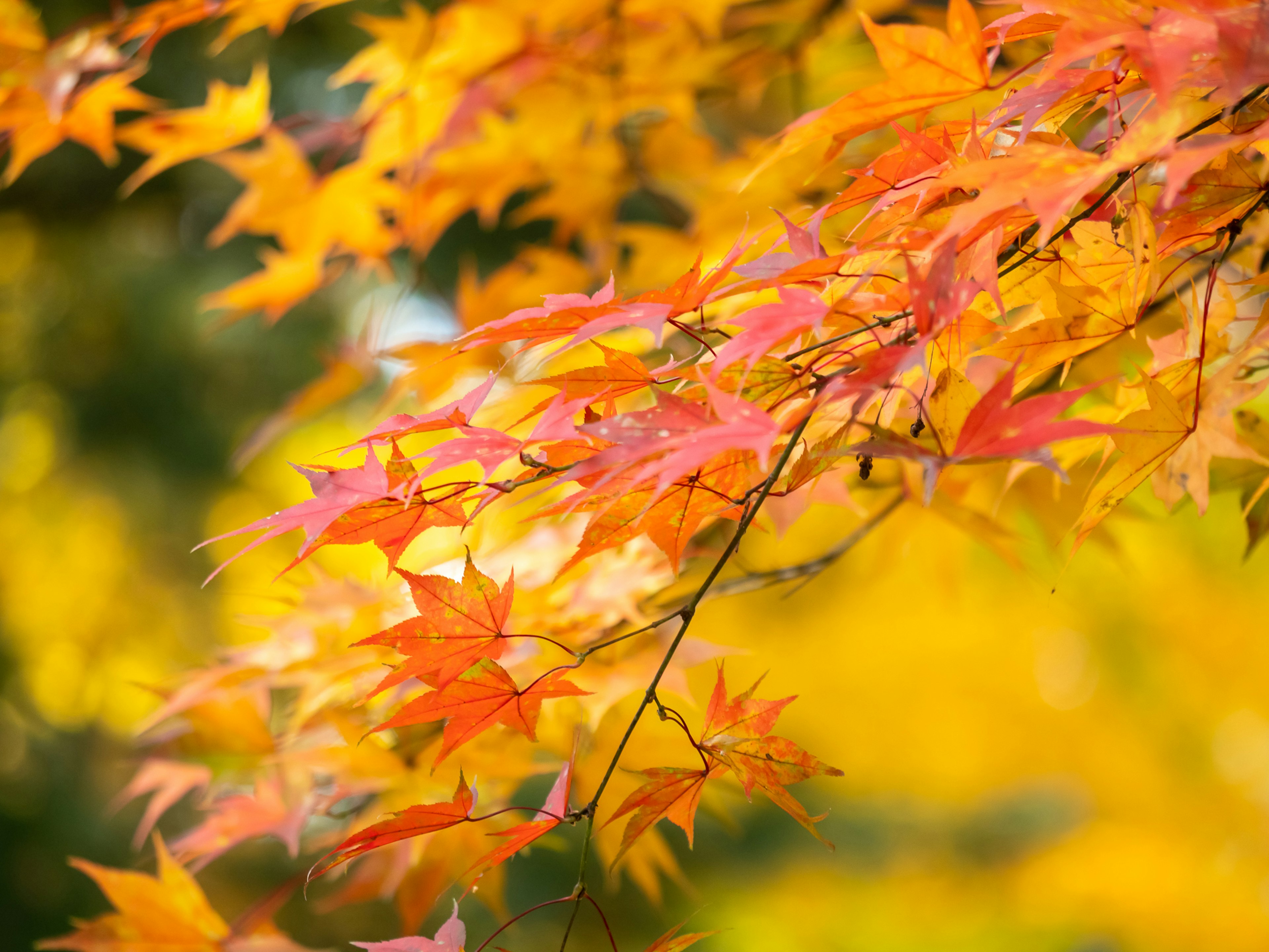 Vibrant autumn leaves in shades of yellow and orange on a branch