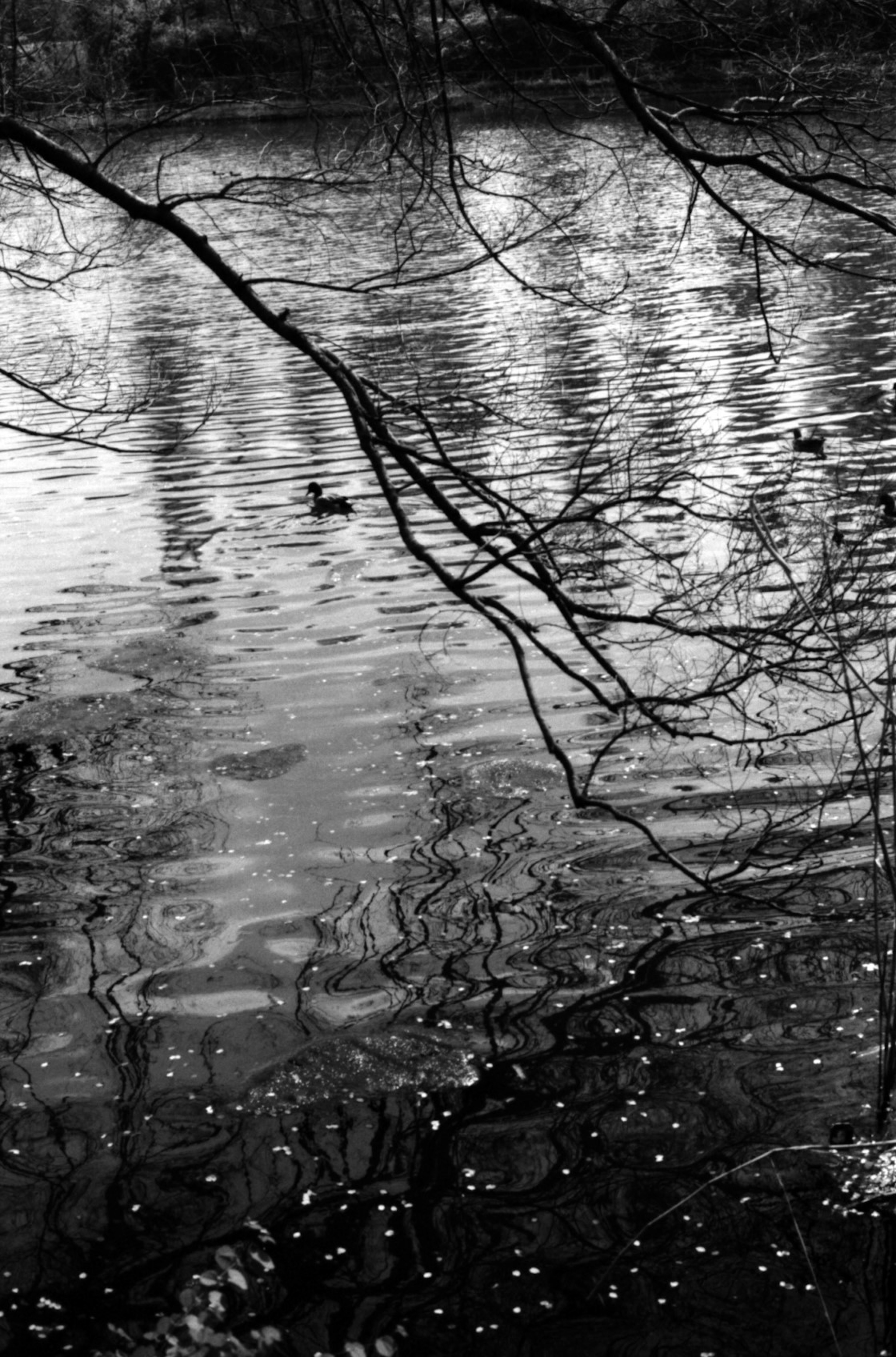 Image en noir et blanc de la surface de l'eau reflétant des branches et des ondulations