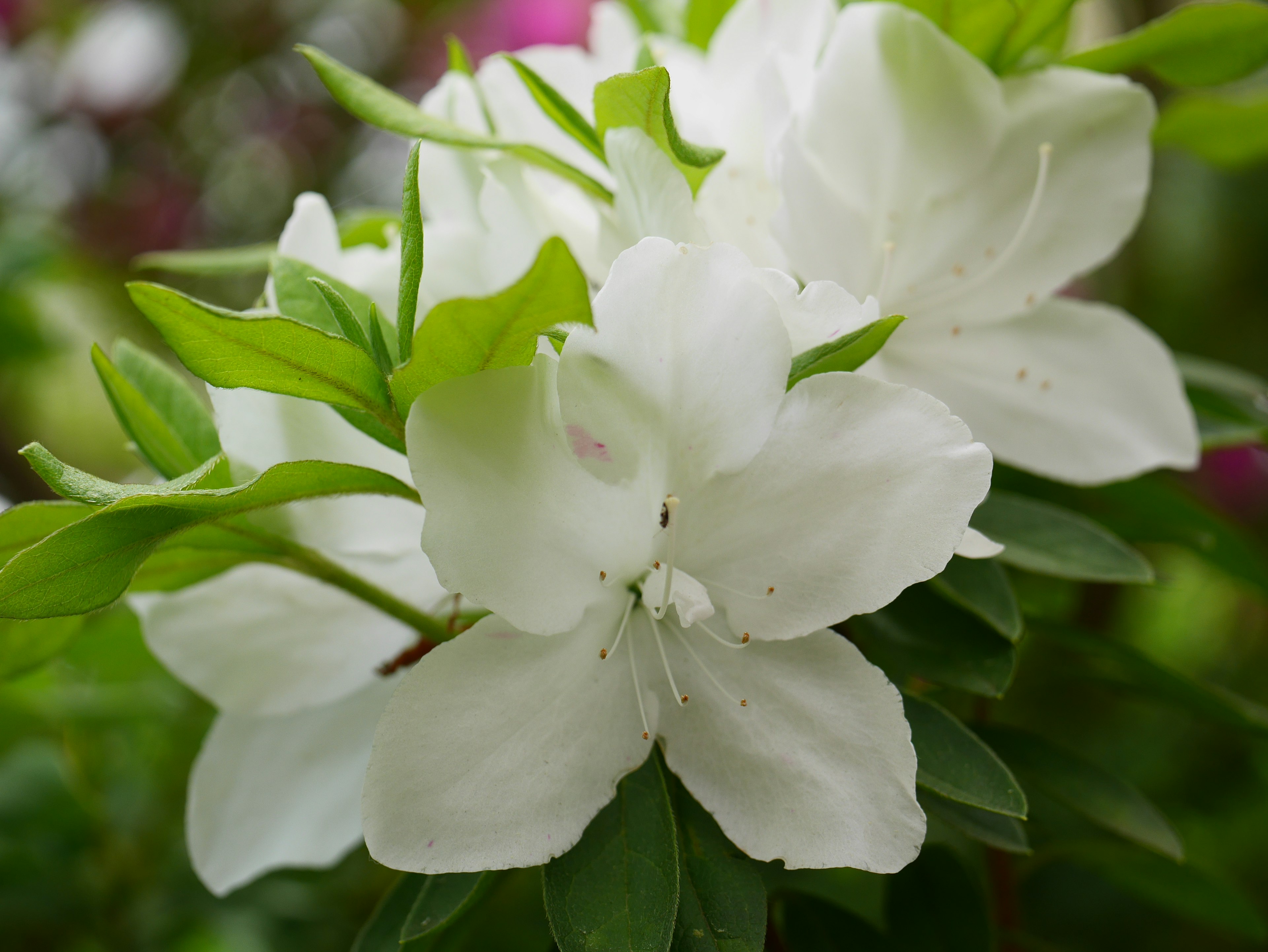 Acercamiento de una flor blanca con hojas verdes