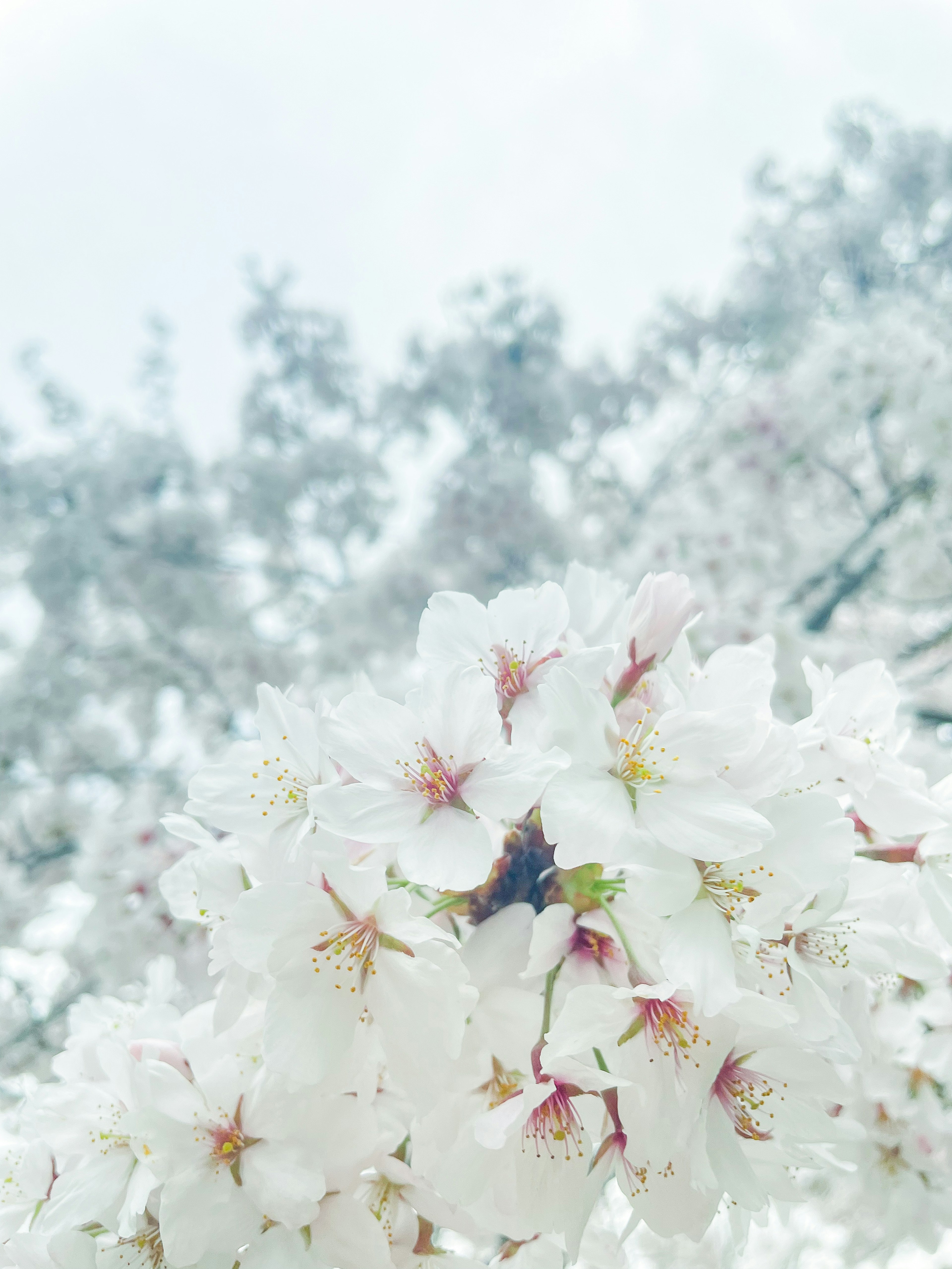 Belle scène de cerisiers en fleurs