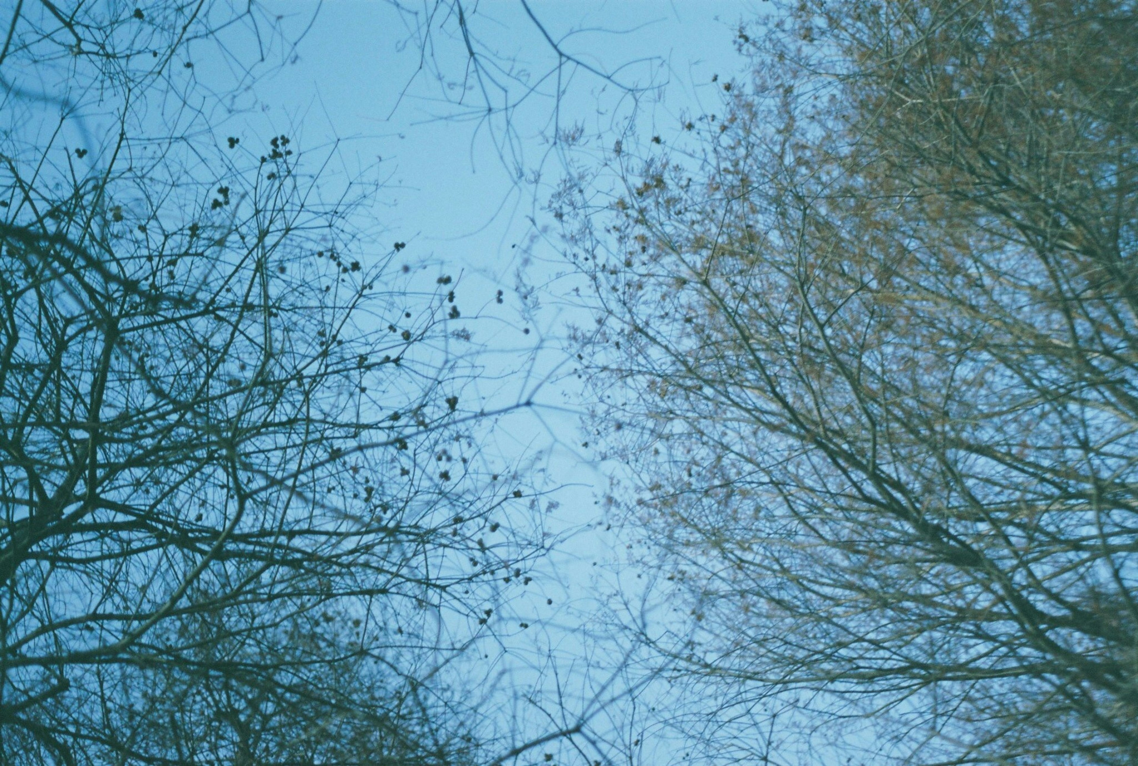 A view of blue sky intertwined with tree branches