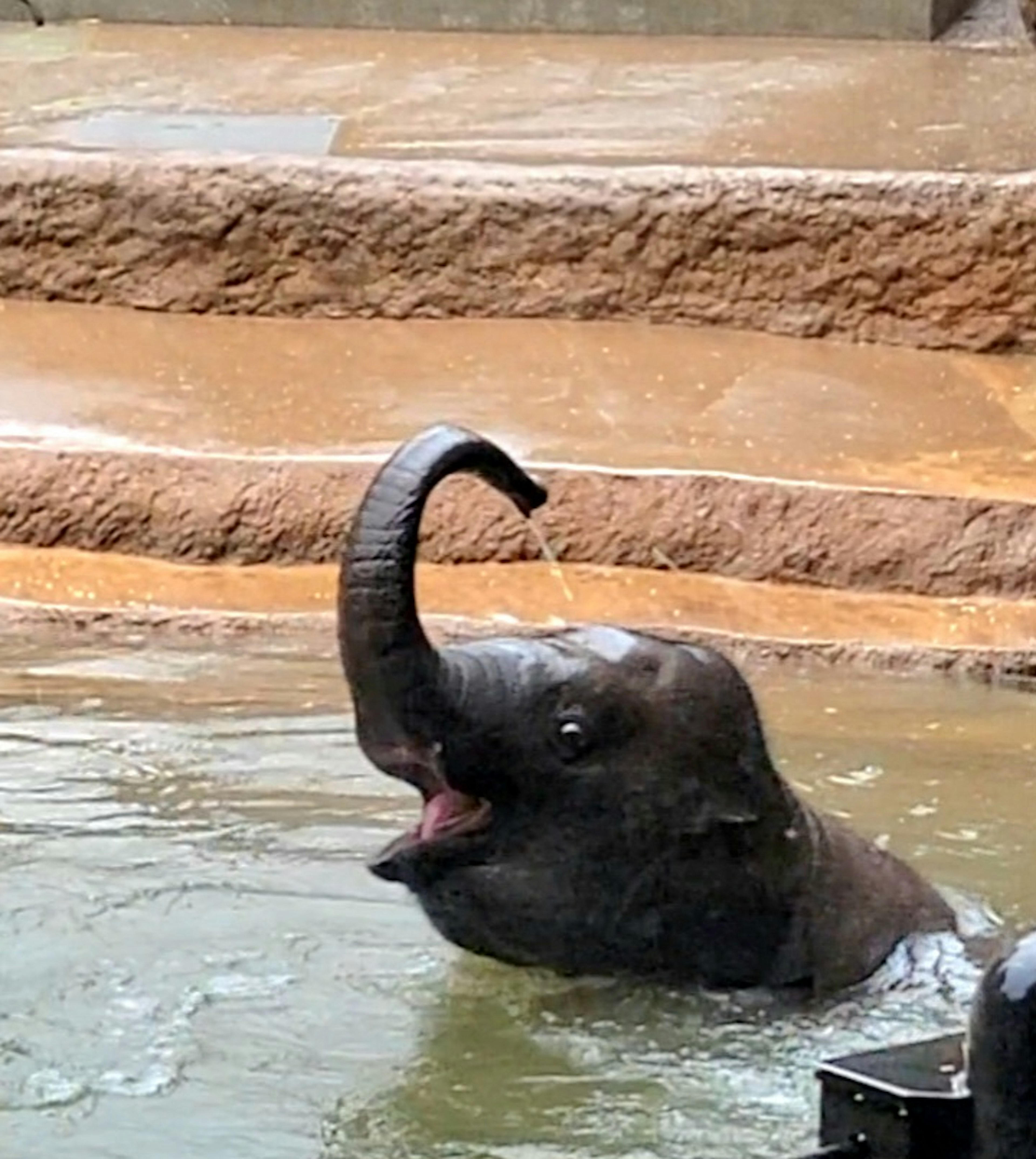 A young elephant playing in water spraying water with its trunk