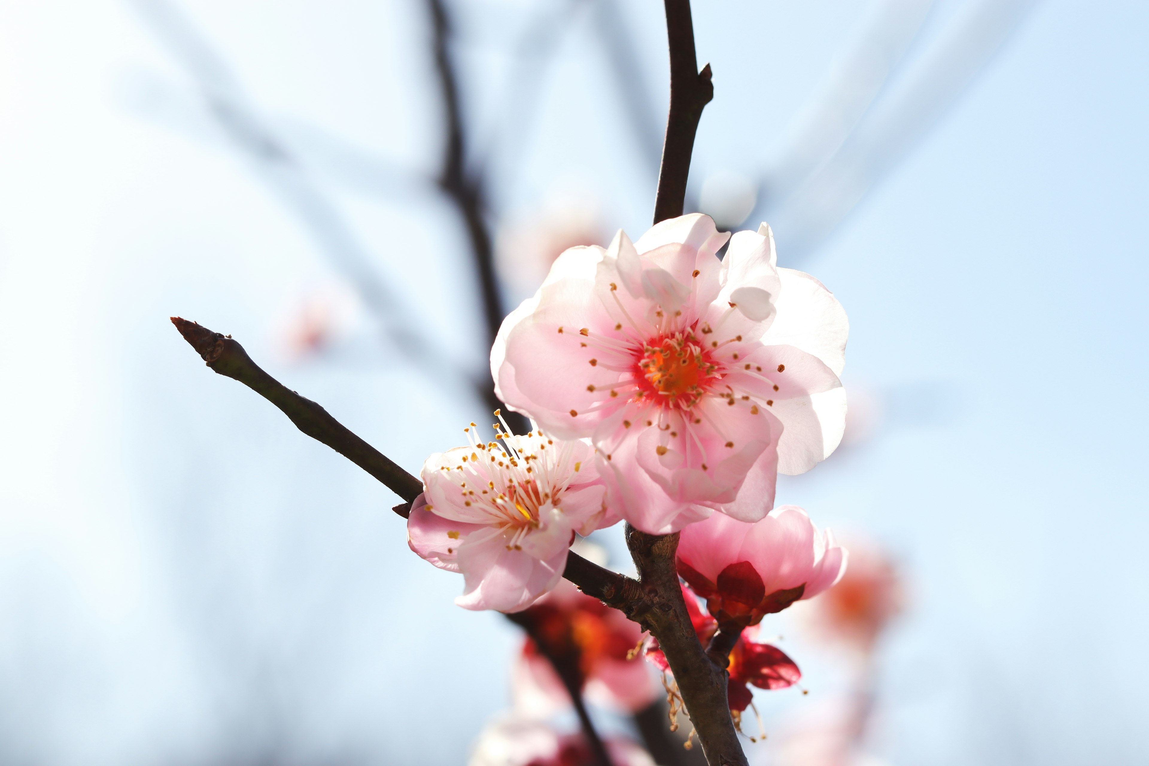 Rosa Pflaumenblüten an einem dünnen Zweig unter einem klaren blauen Himmel