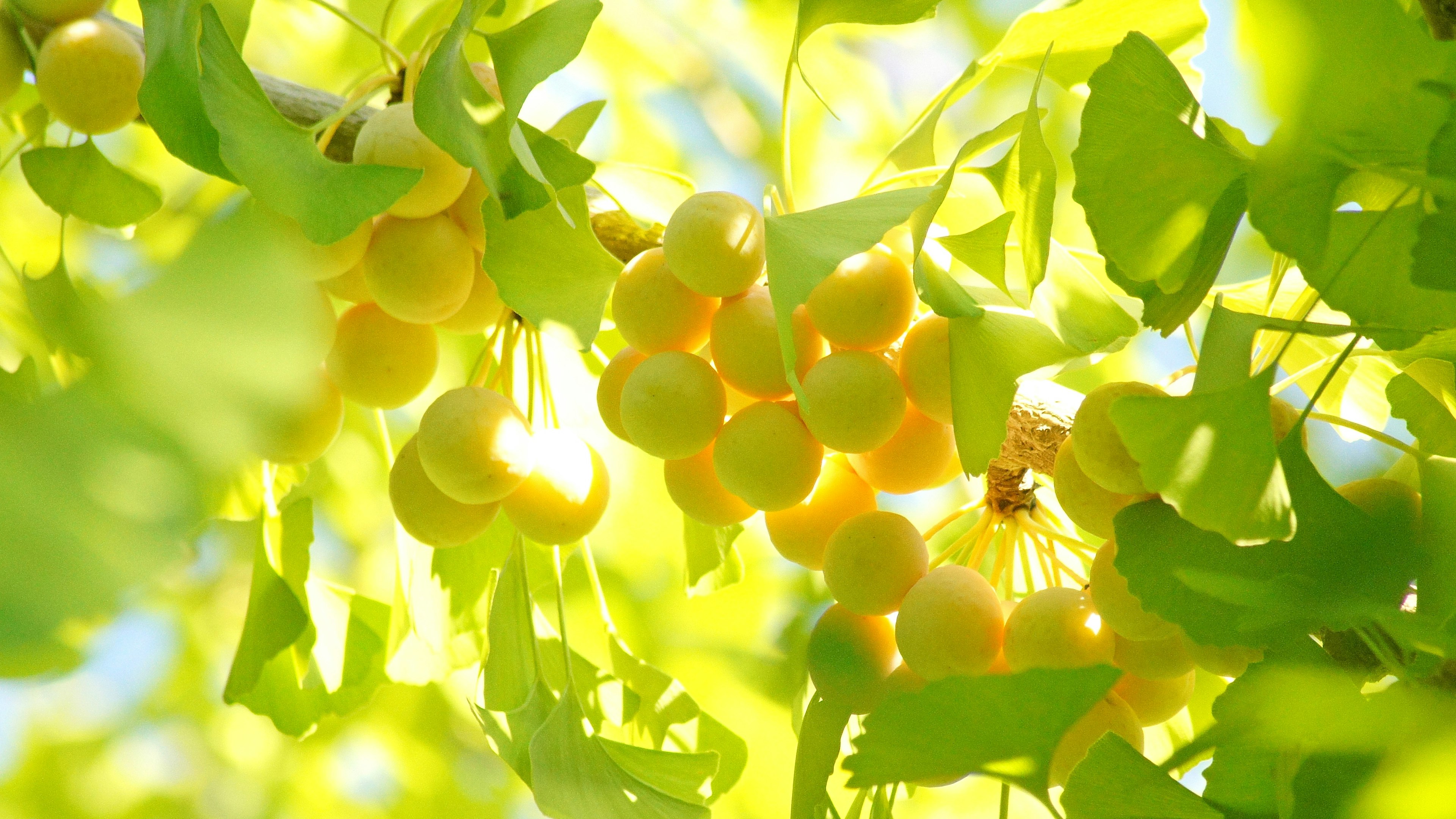 Raggruppamento di frutti gialli appesi tra foglie verdi brillanti