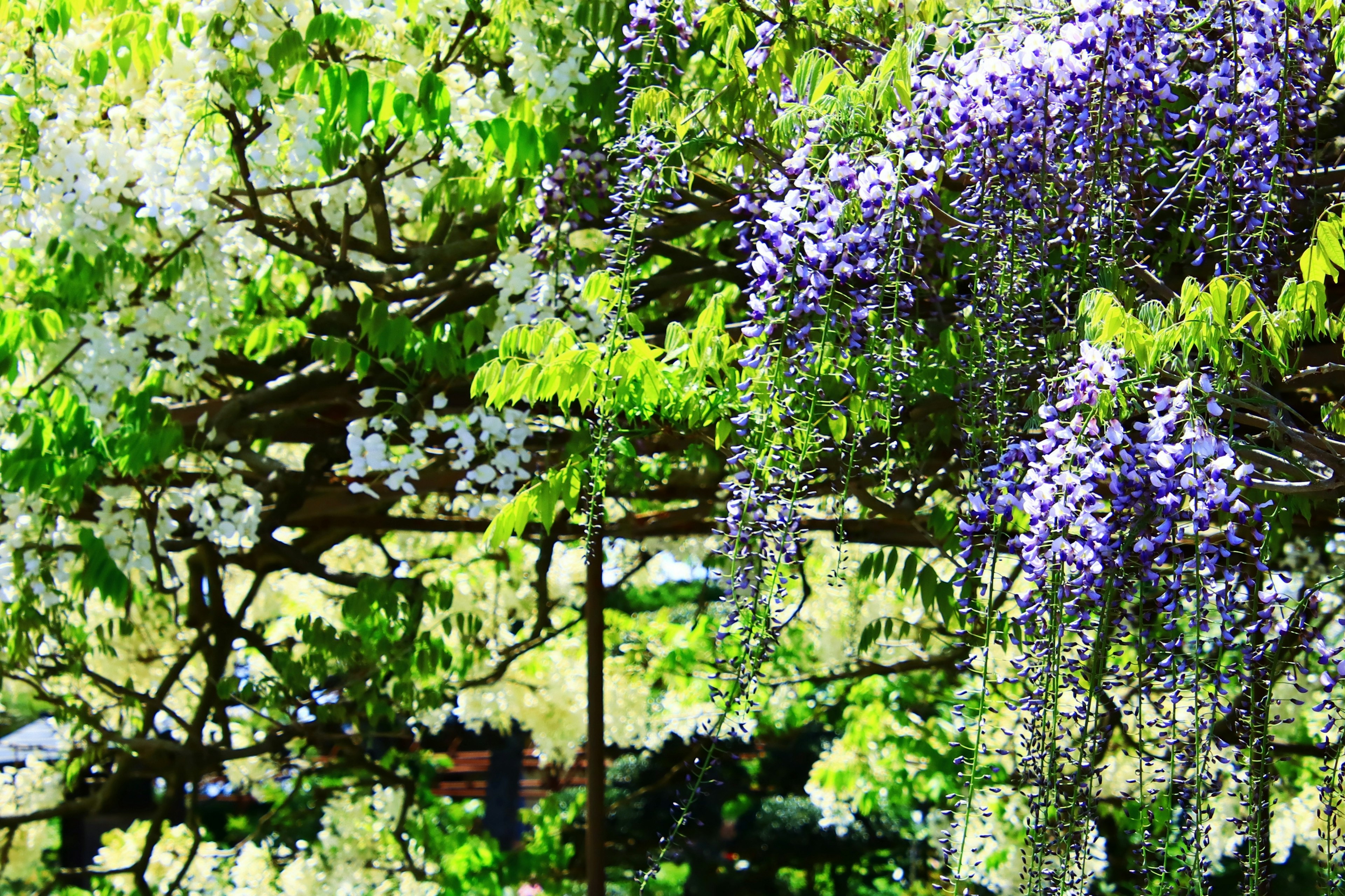 Pemandangan indah dengan daun hijau dan bunga wisteria ungu