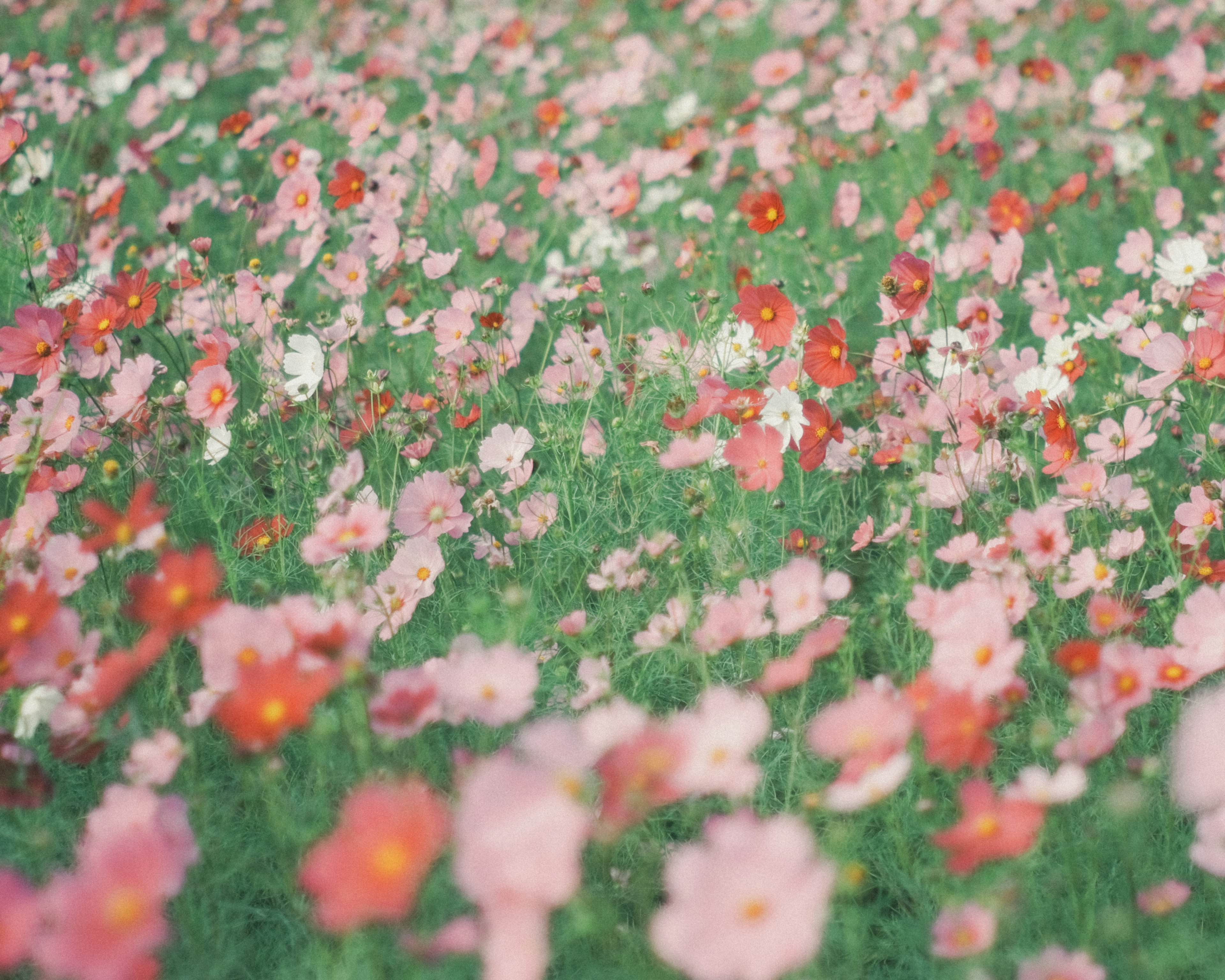 Campo vibrante de flores rosas y rojas en plena floración