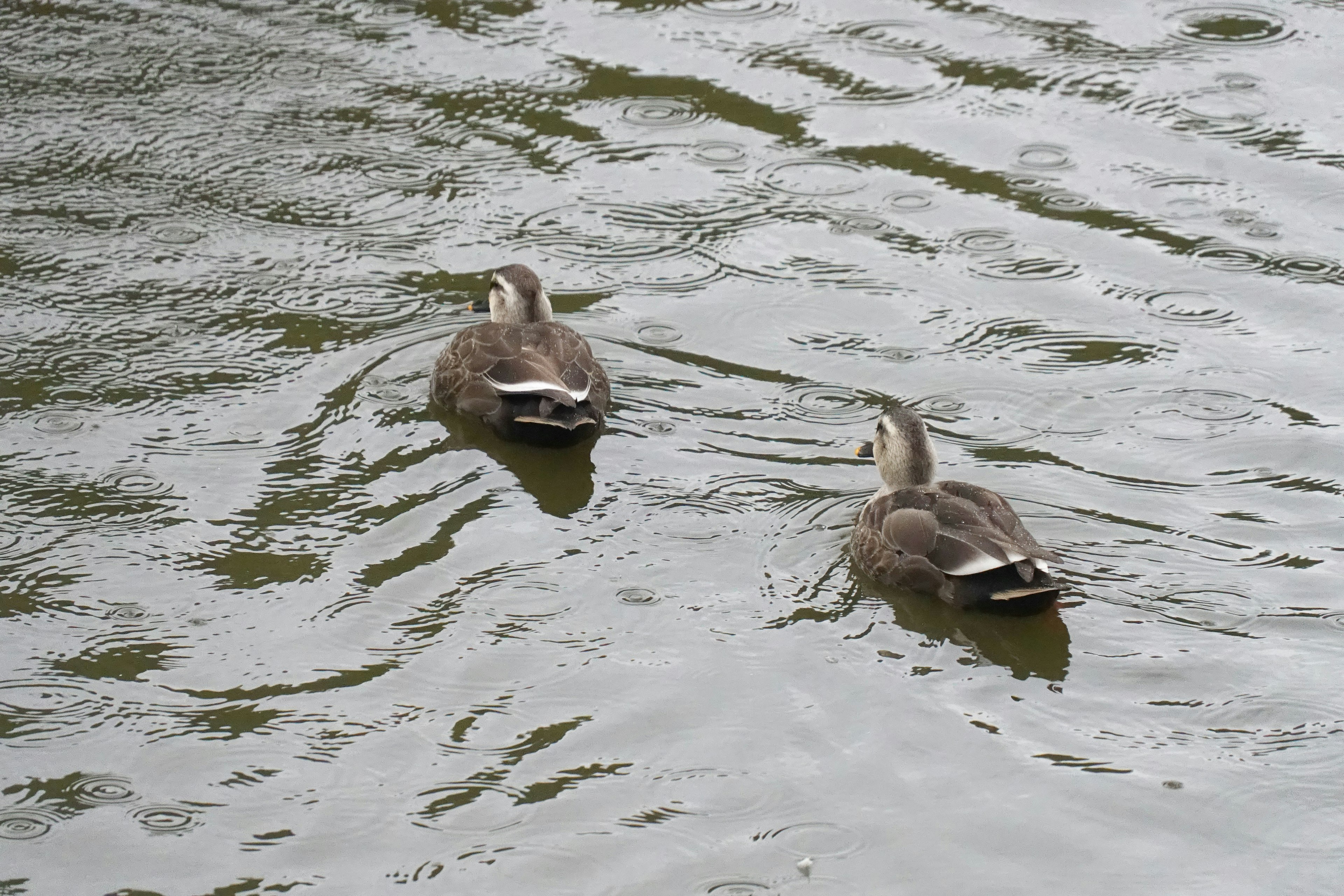 Zwei Enten, die an der Wasseroberfläche schwimmen