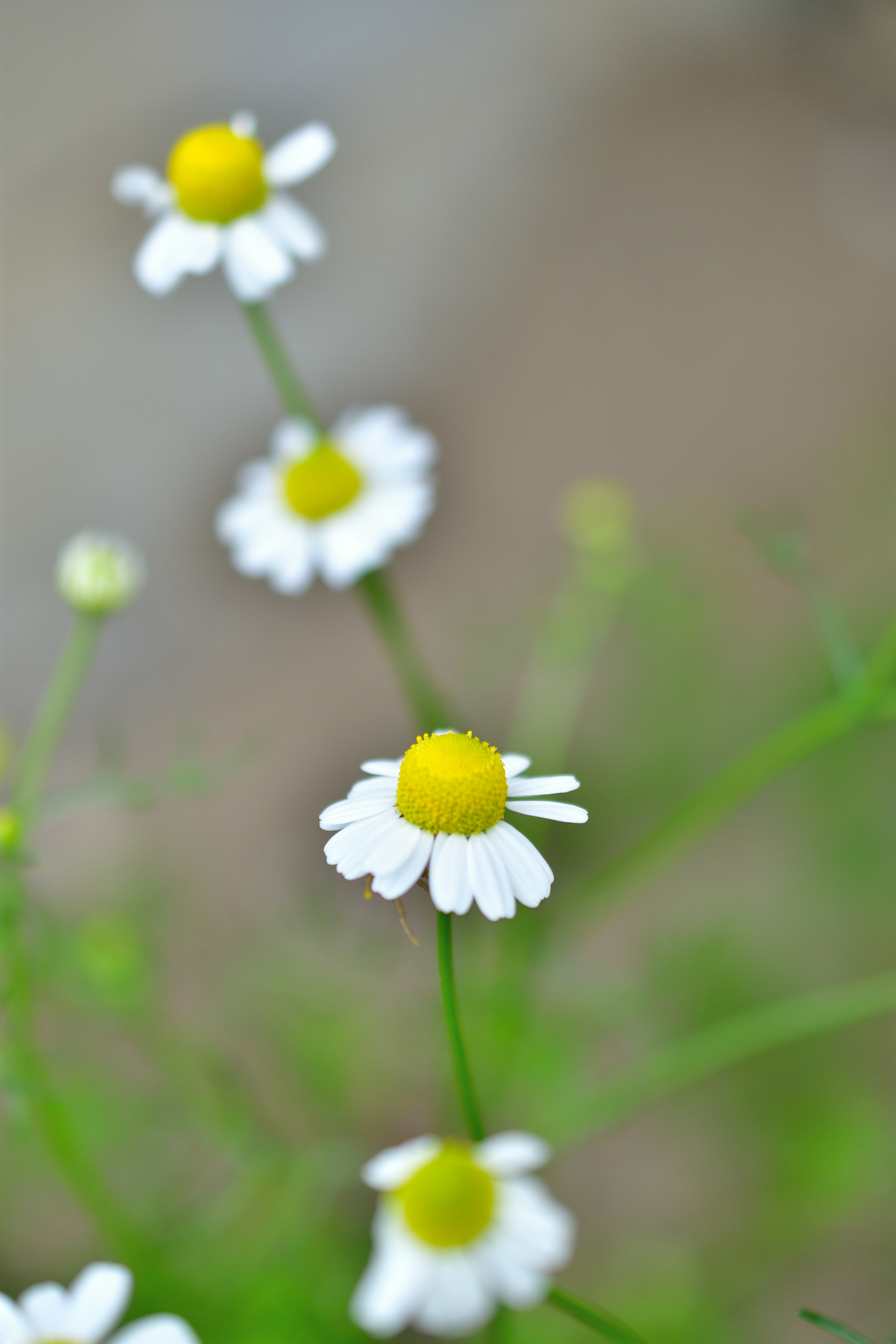 Piccole fiori bianchi con centri gialli che fioriscono lungo steli verdi