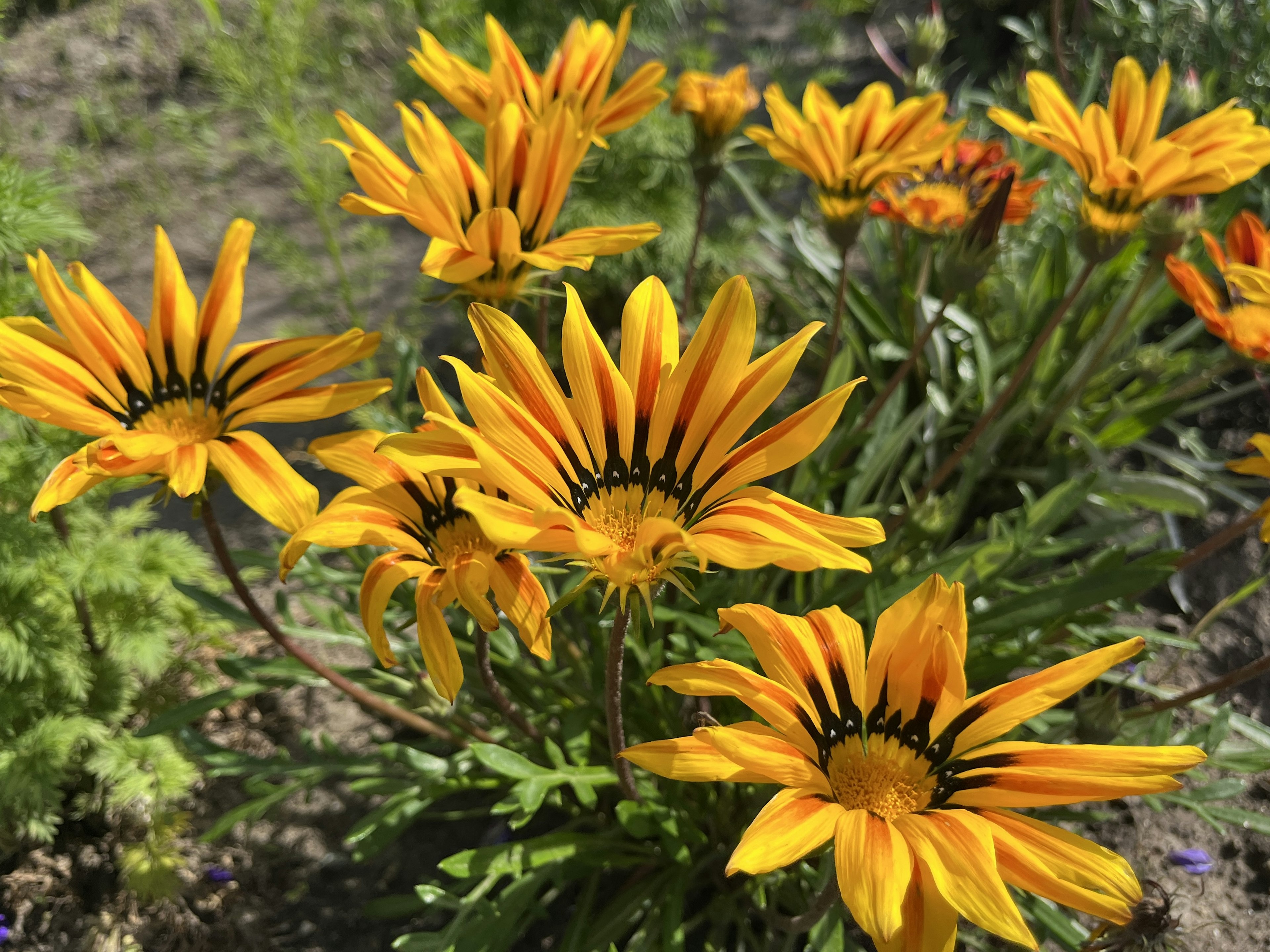 Vibrant orange Gazania flowers blooming in a garden setting