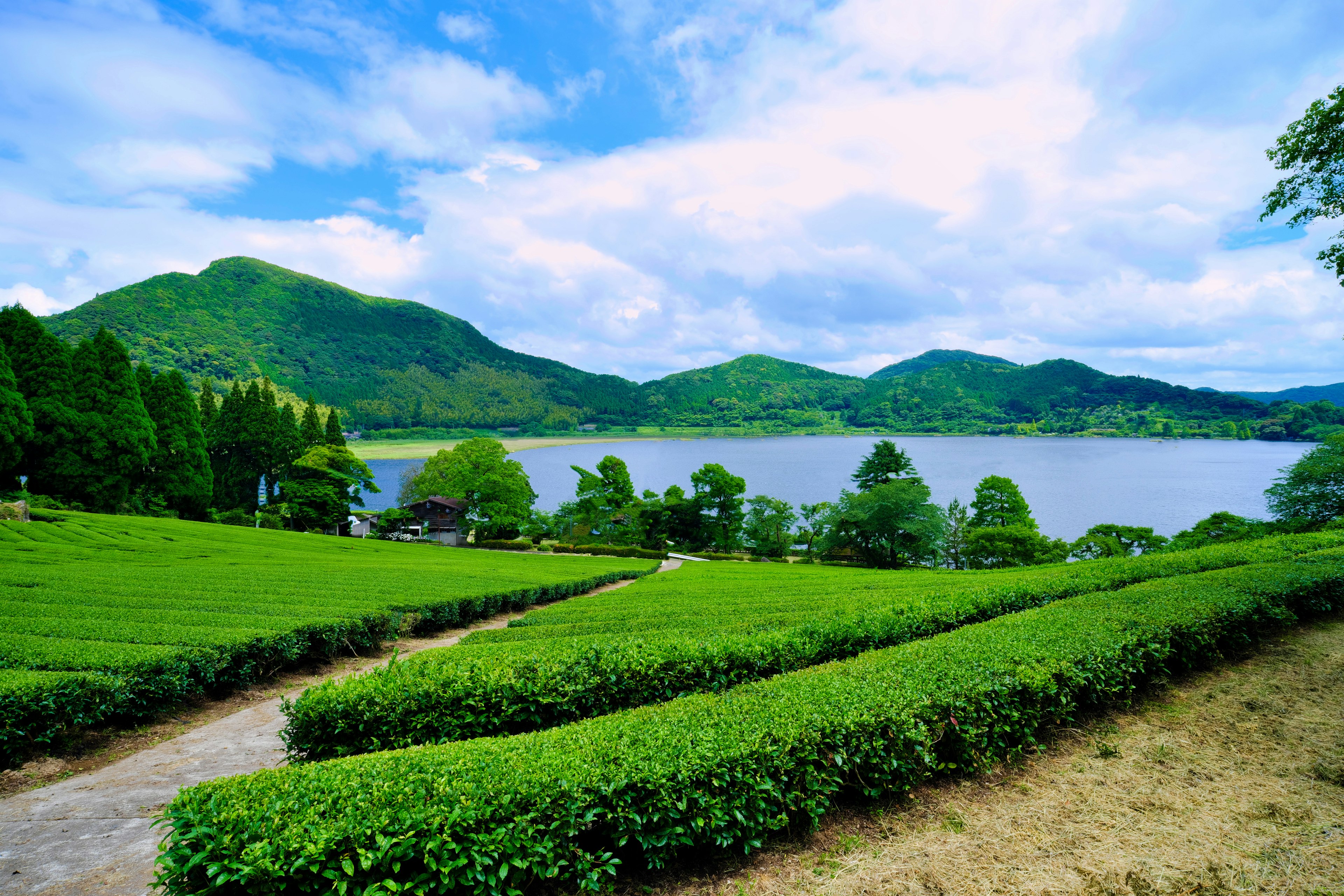 Paysage magnifique avec des champs de thé verts et un lac