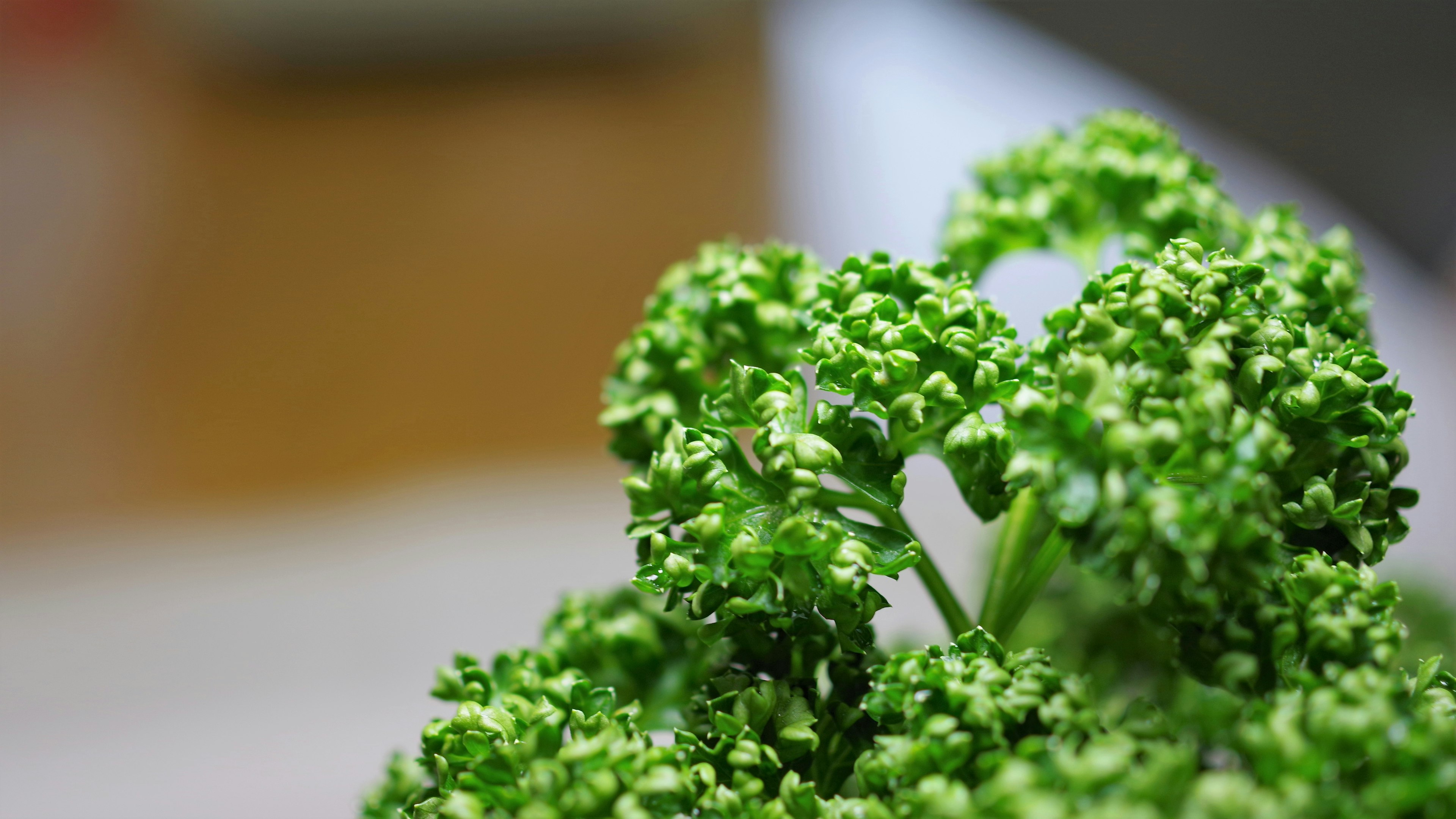 Close-up of vibrant green parsley with intricate leaf patterns