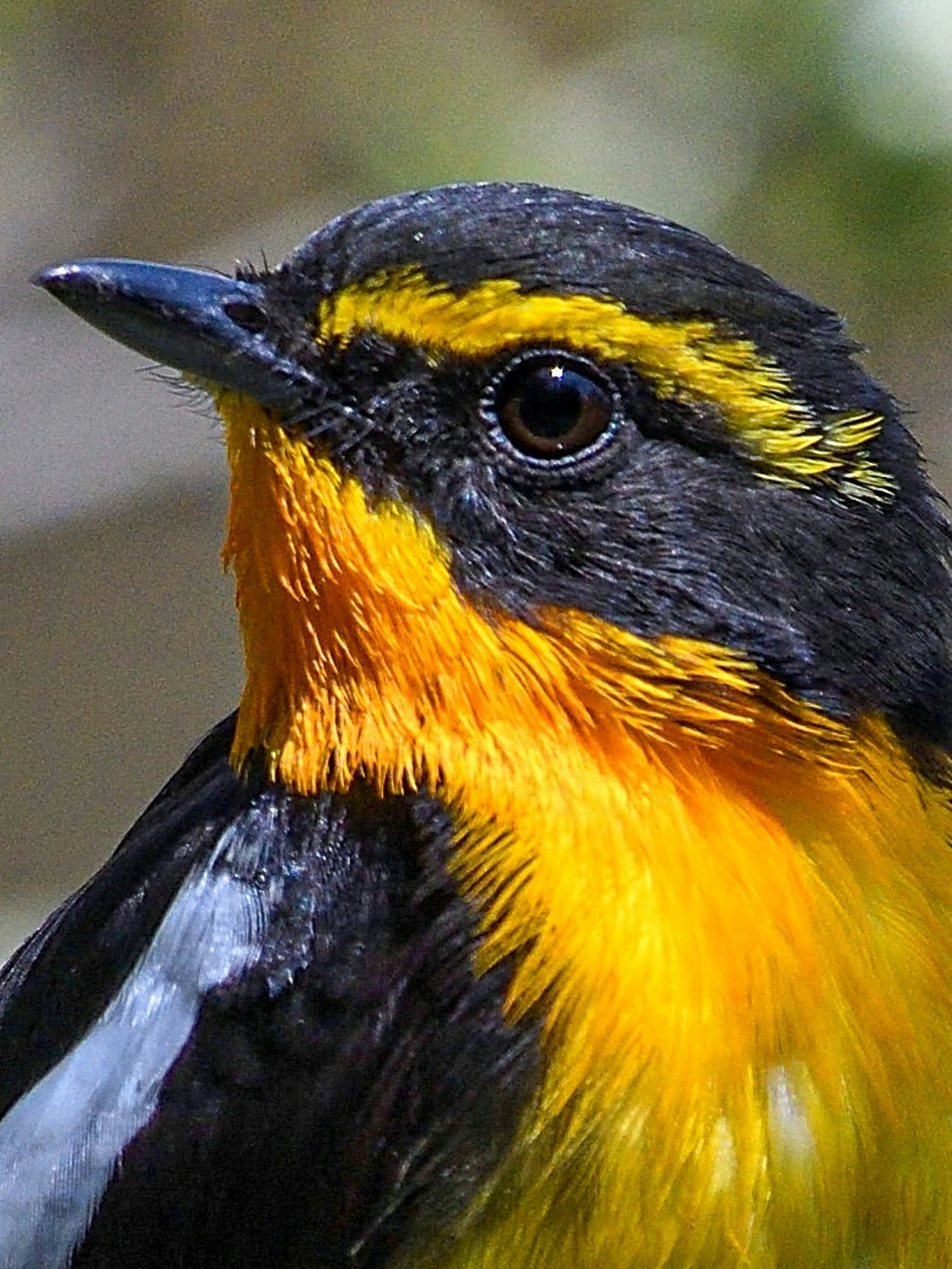 鮮やかなオレンジ色と黒の羽毛を持つ鳥のクローズアップ