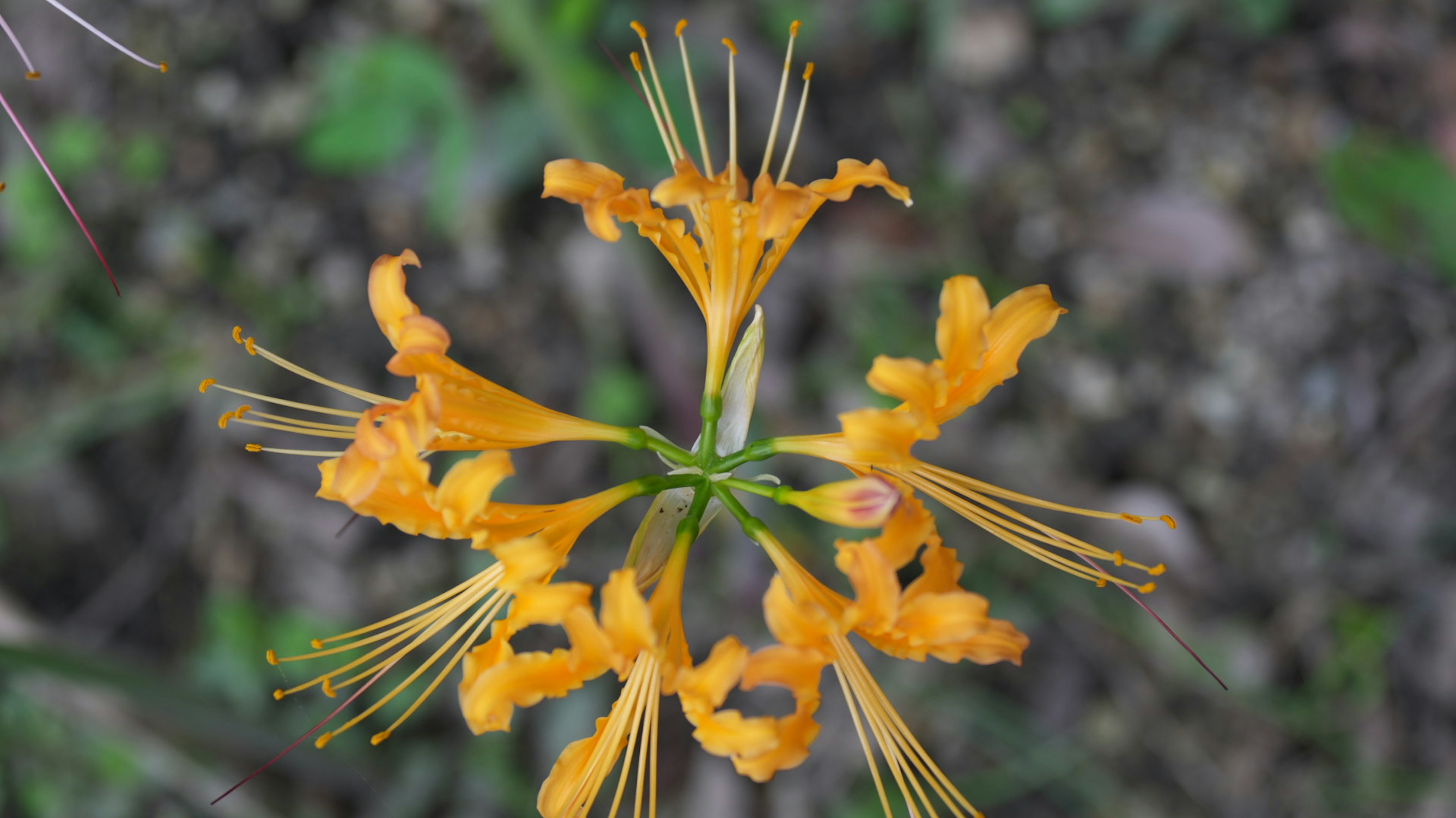 オレンジ色の花が咲いている植物のクローズアップ