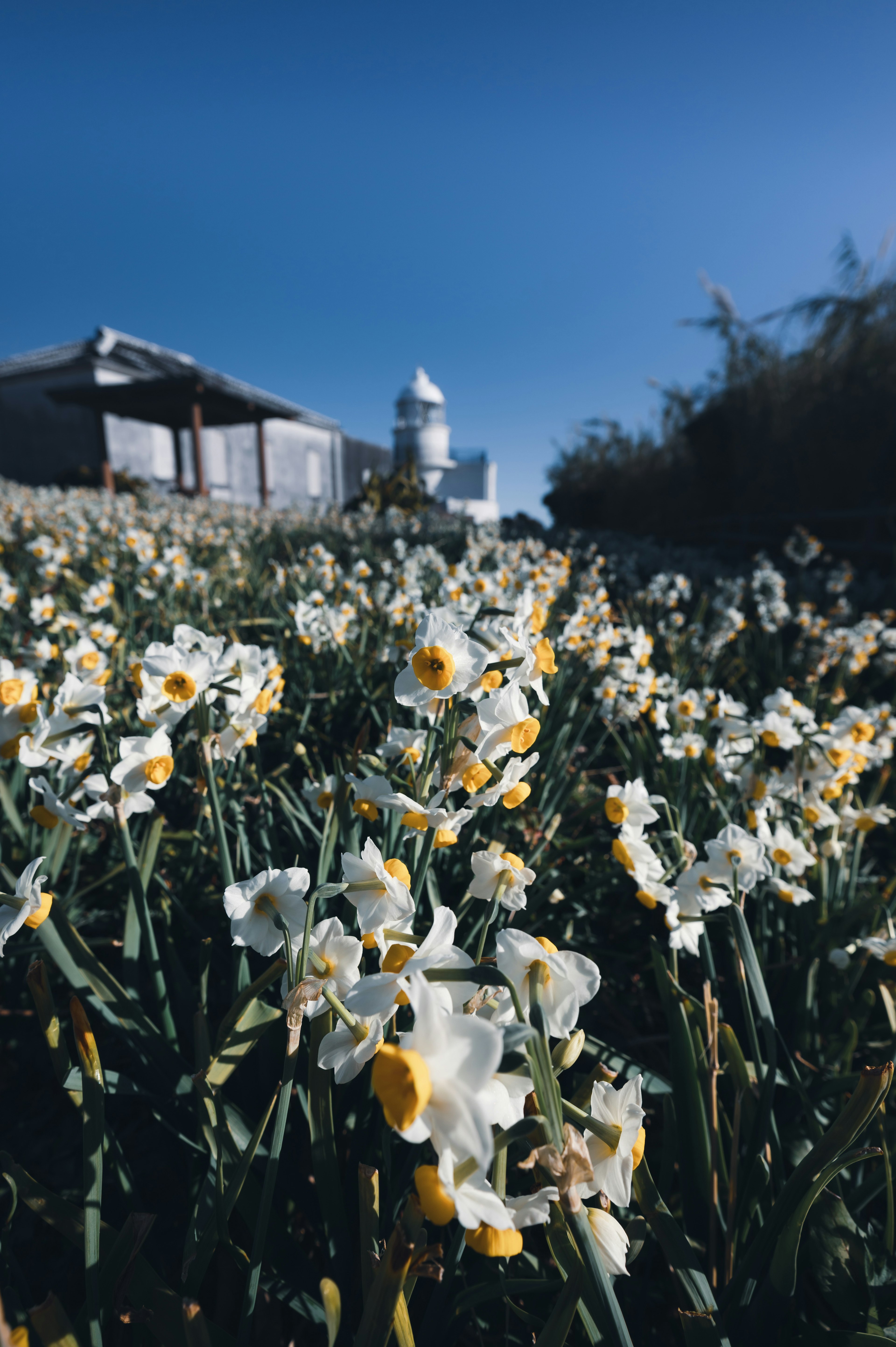 Field of white and yellow flowers under a clear blue sky