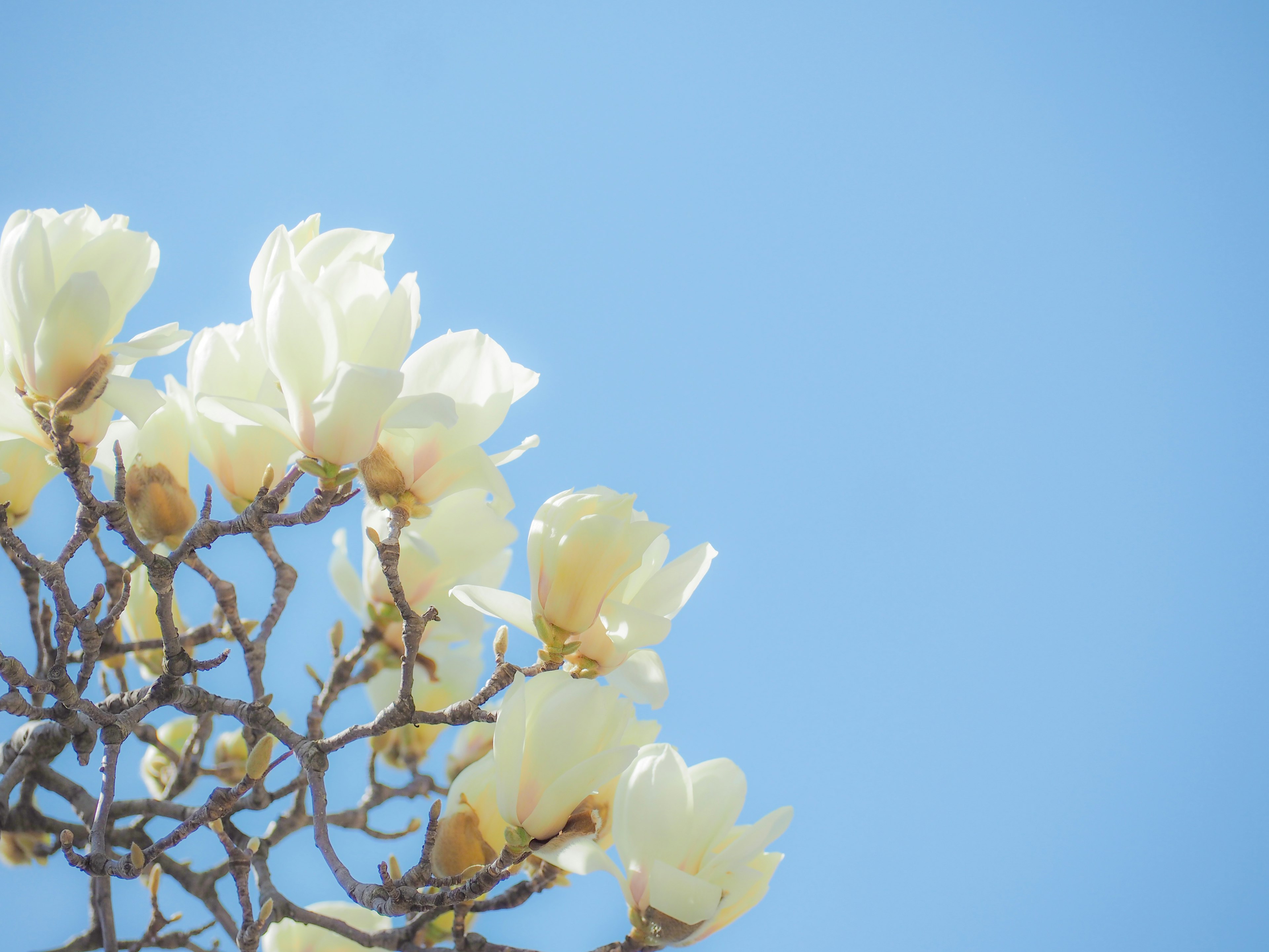 Primo piano di fiori di magnolia bianchi contro un cielo blu