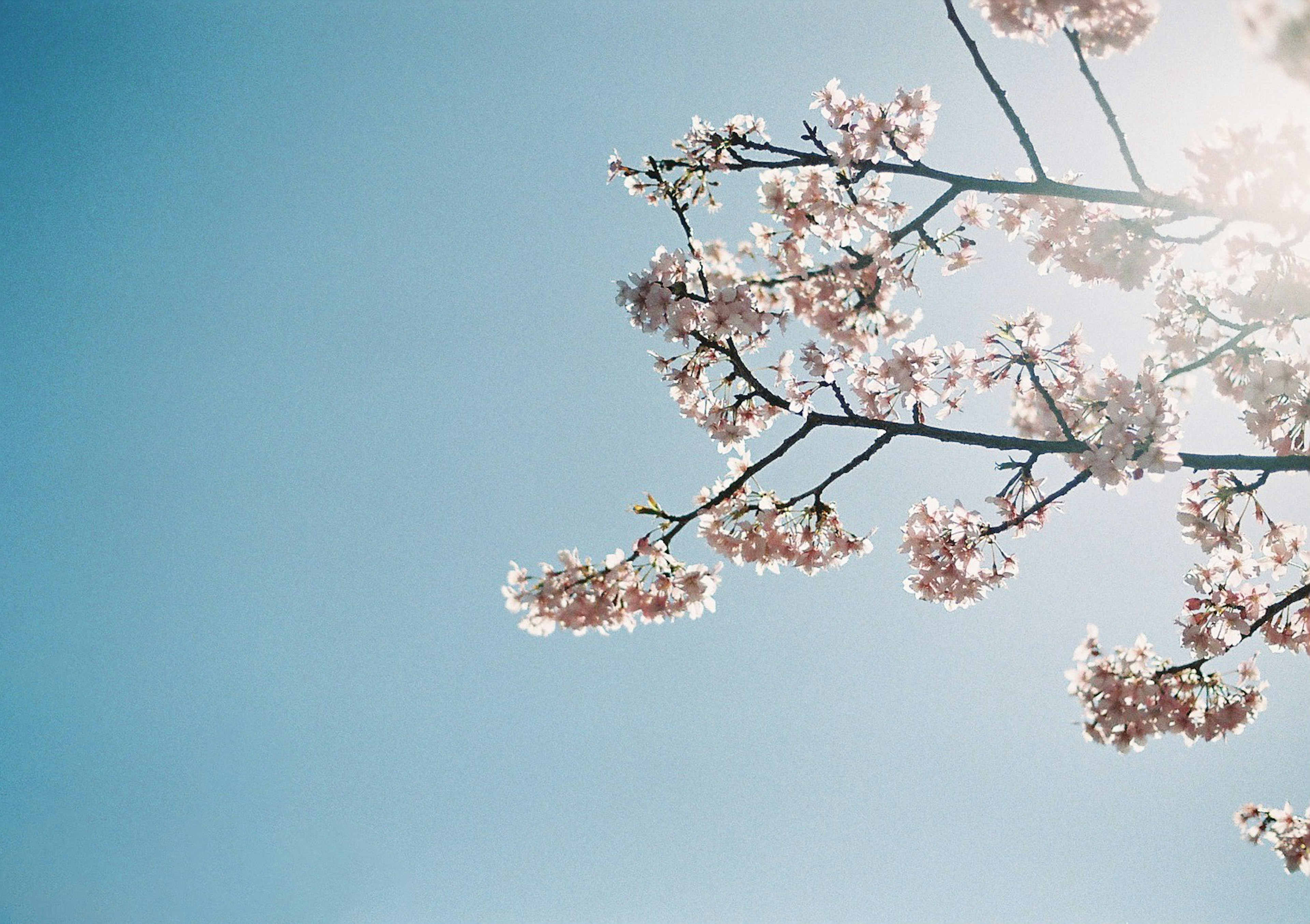 青空に咲く桜の花の枝