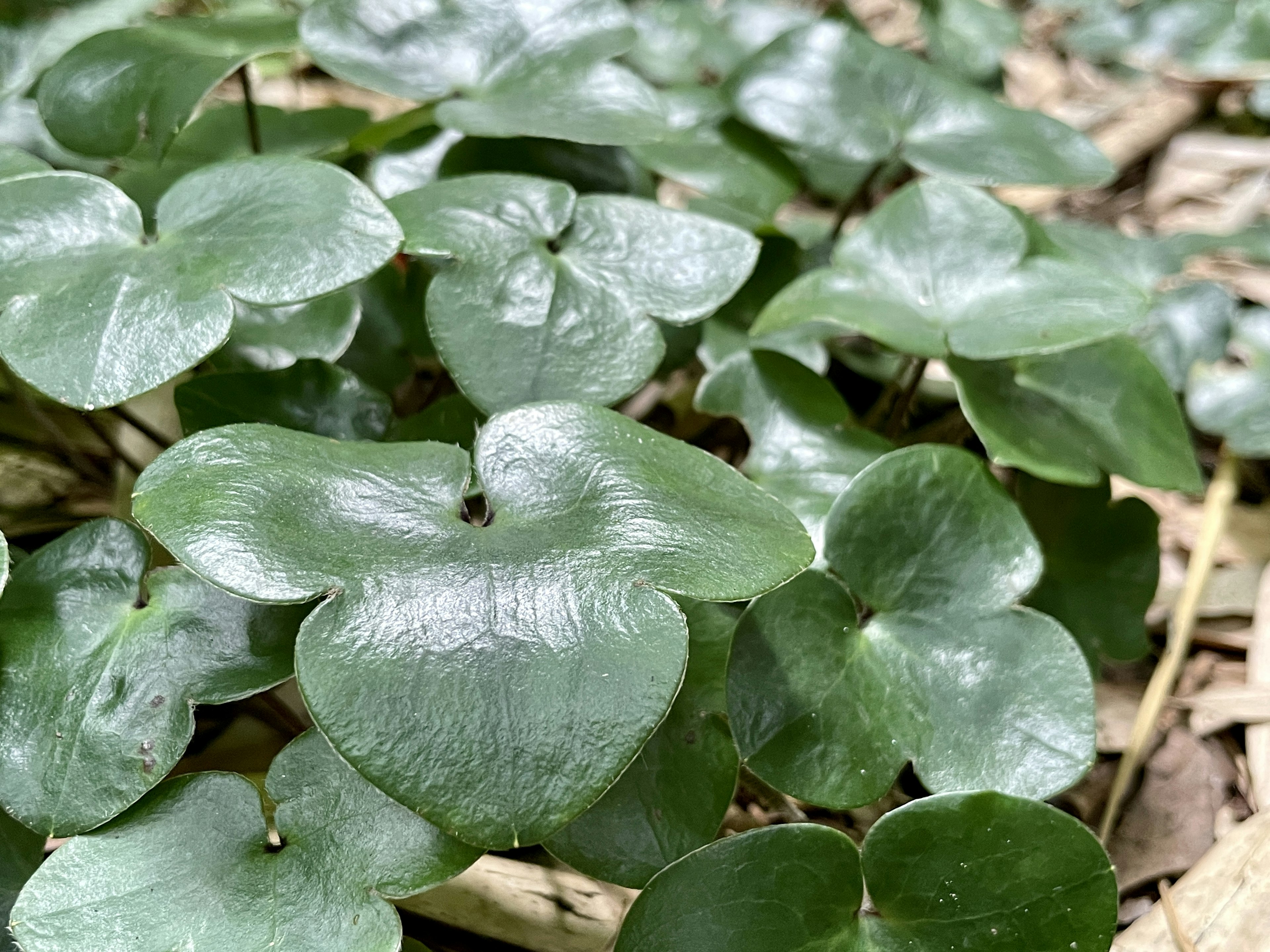 緑色のハート型の葉が生い茂る植物のクローズアップ