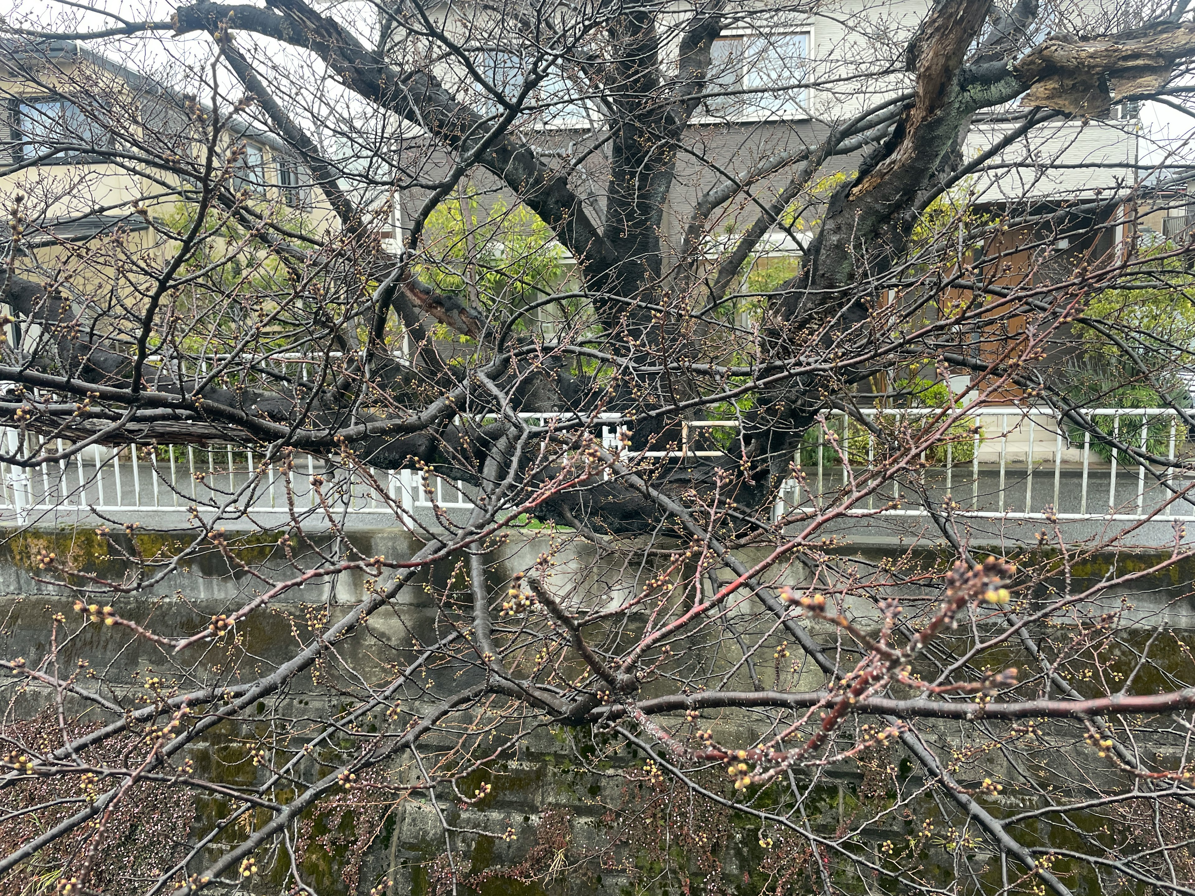 Bare branches of a tree behind a white fence over a river