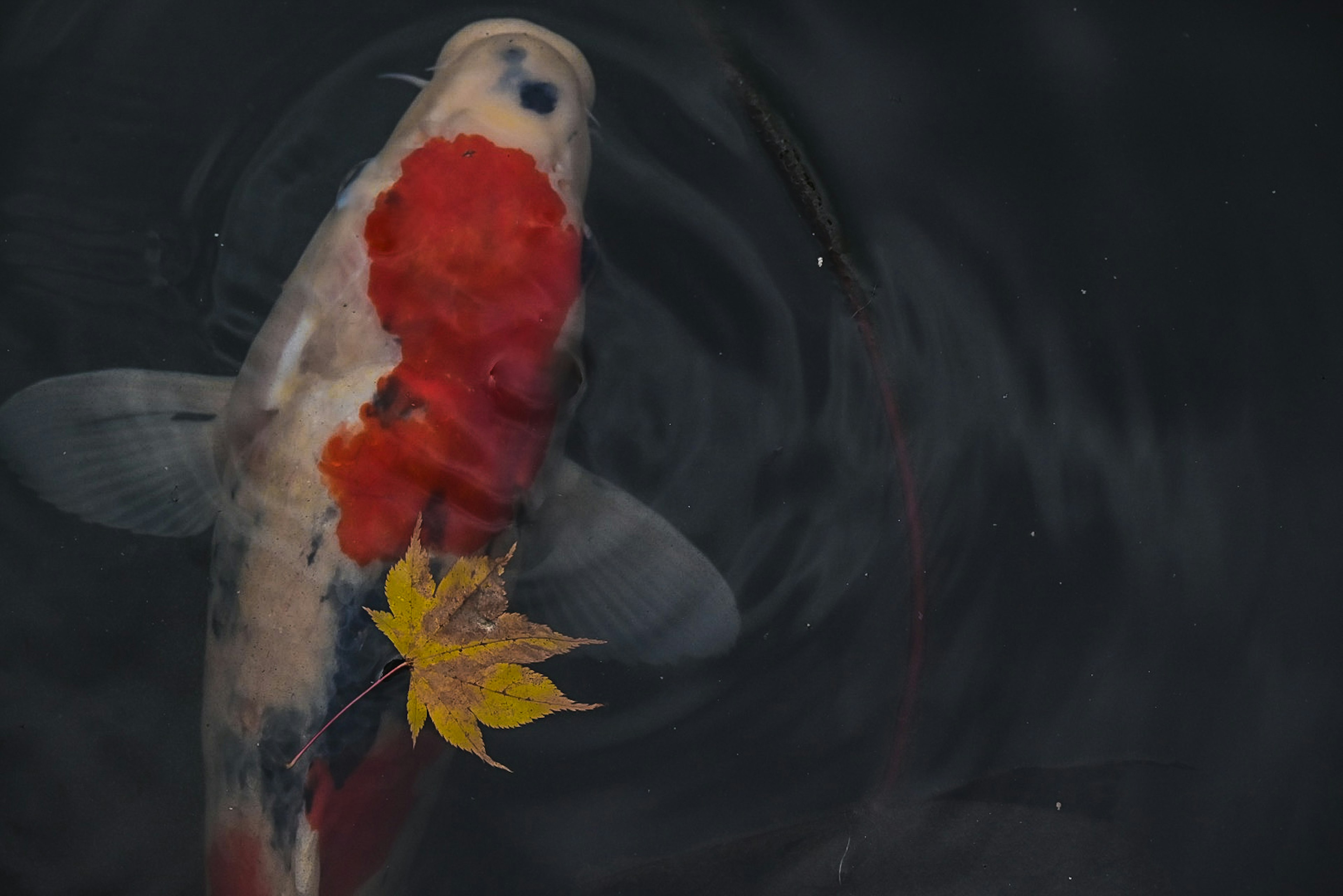 Vividly patterned koi fish with red markings and a yellow leaf floating on water