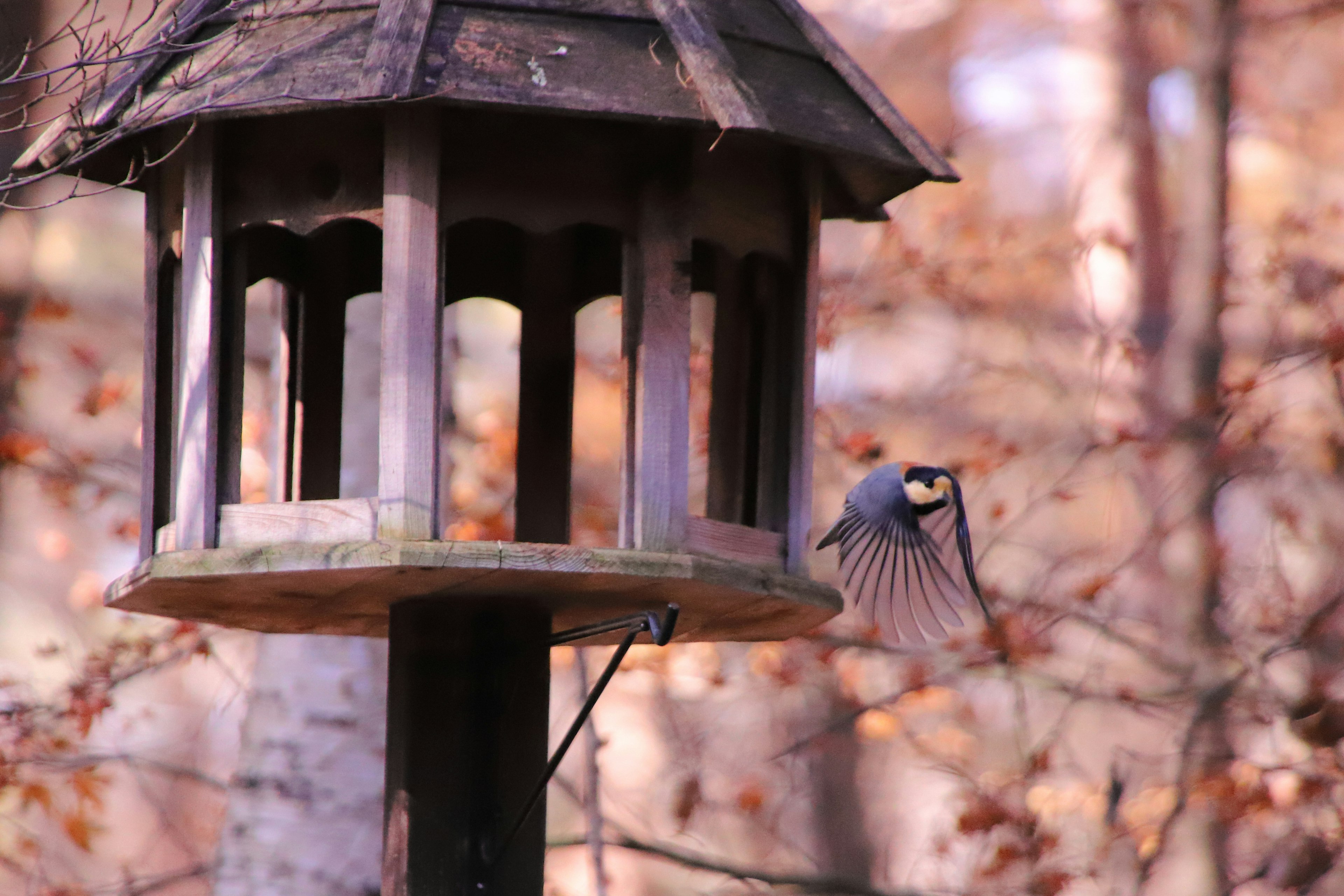 Un petit oiseau s'approchant d'un mangeoire dans un cadre forestier