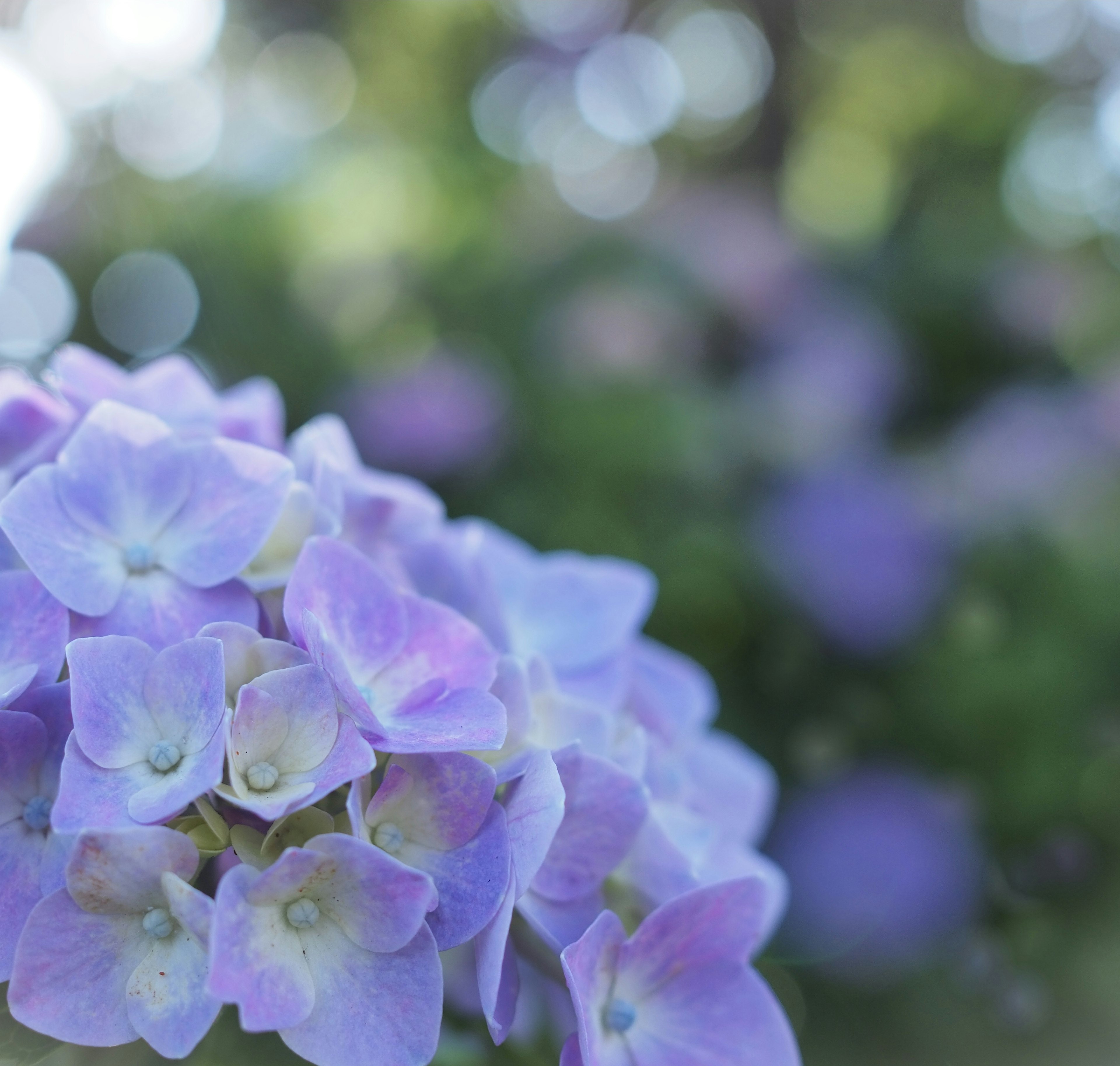 Grupo de flores de hortensia azules con un fondo borroso