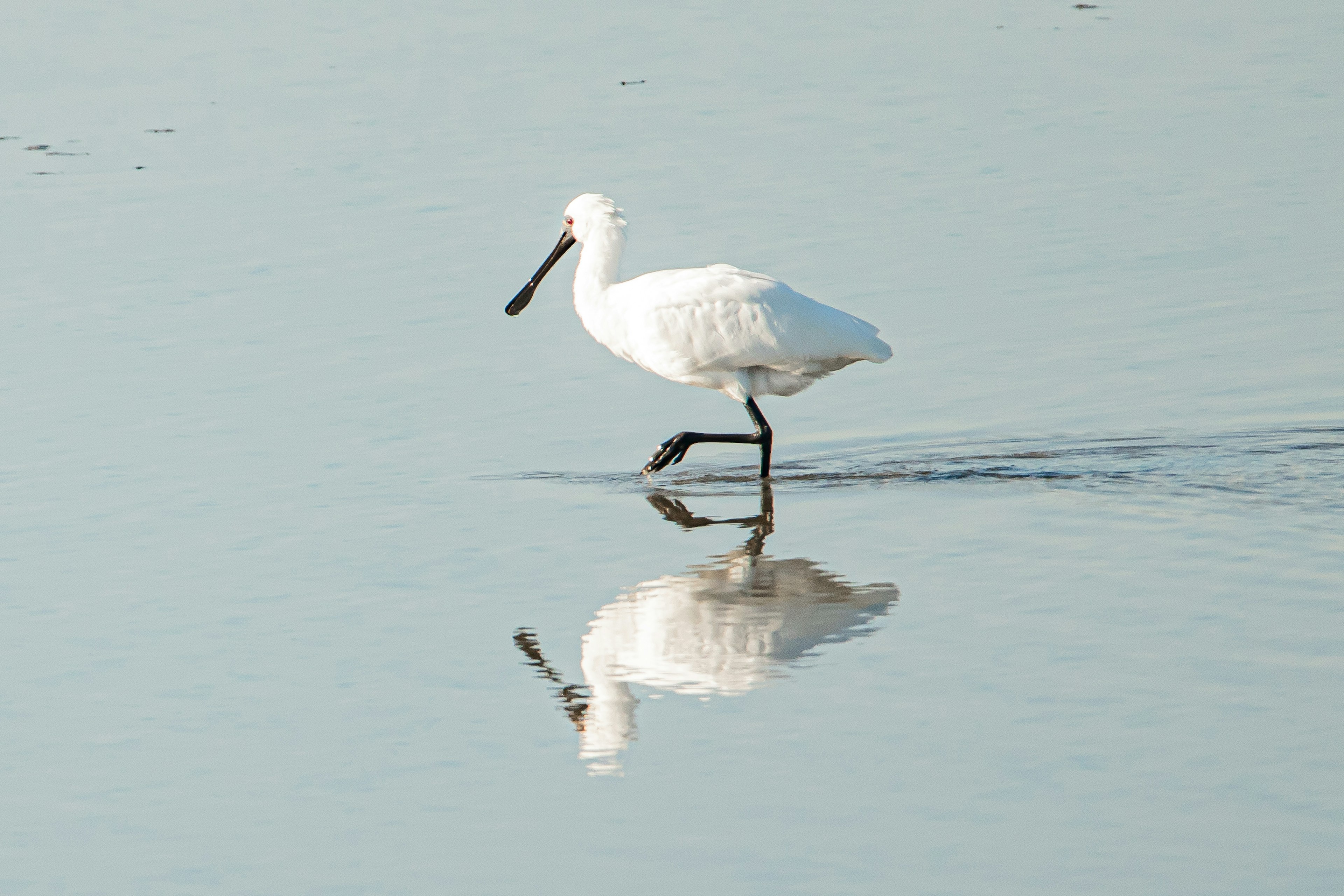 Un uccello bianco che cammina sulla superficie dell'acqua con il suo riflesso