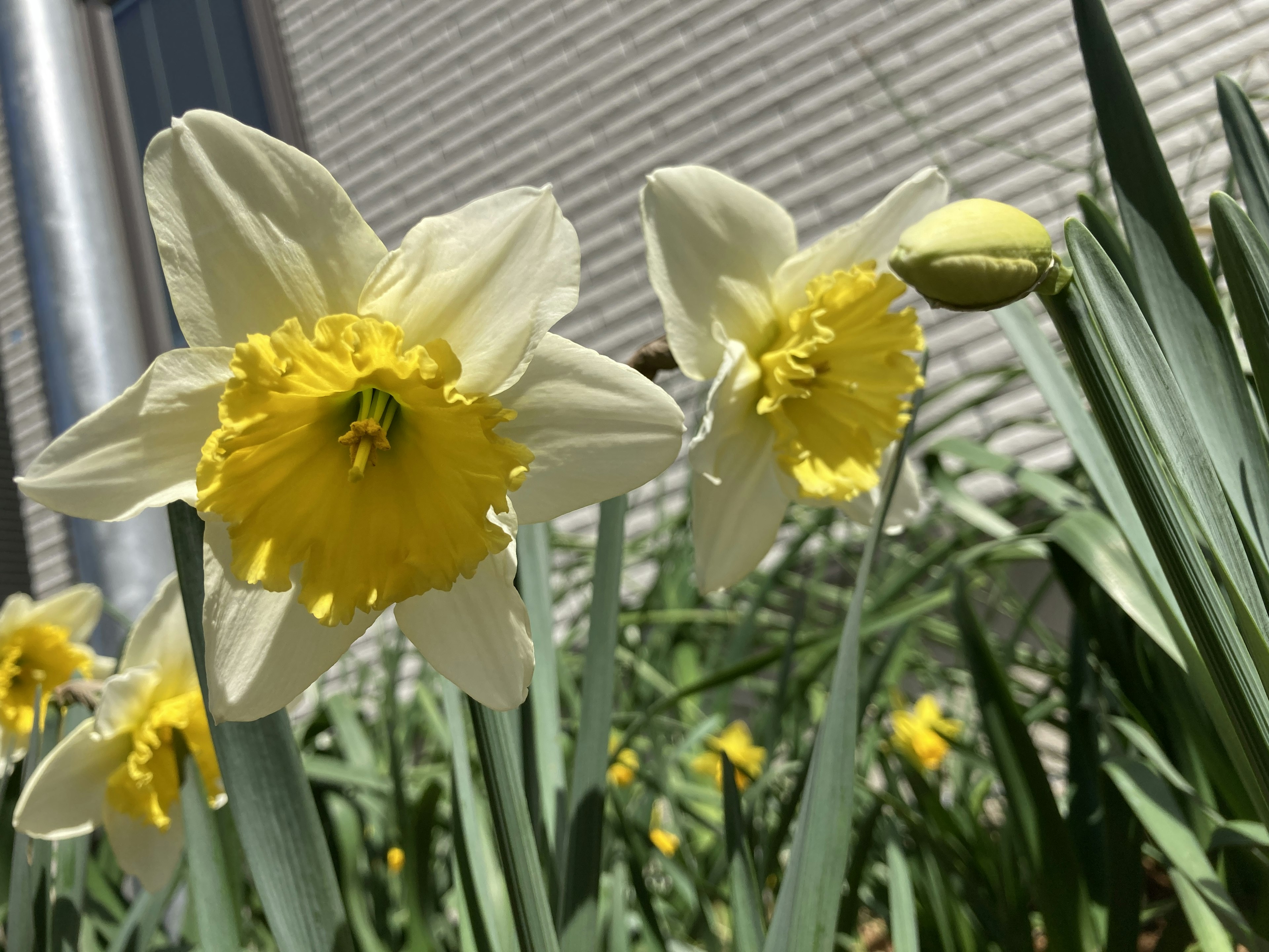 Gelbe und weiße Narzissenblüten in einem Garten