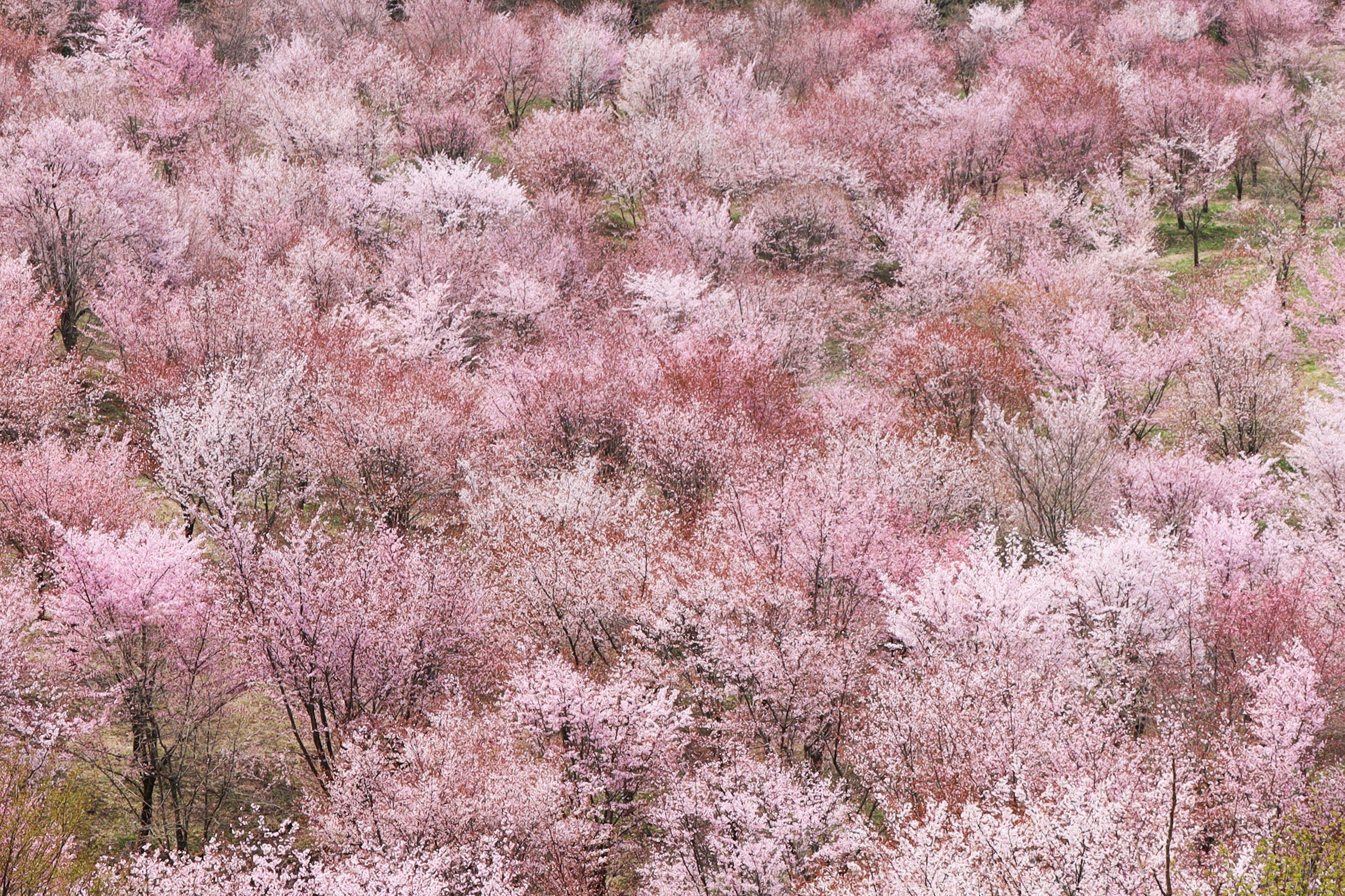 Un paesaggio bellissimo con alberi di ciliegio in fiore di colore rosa pallido