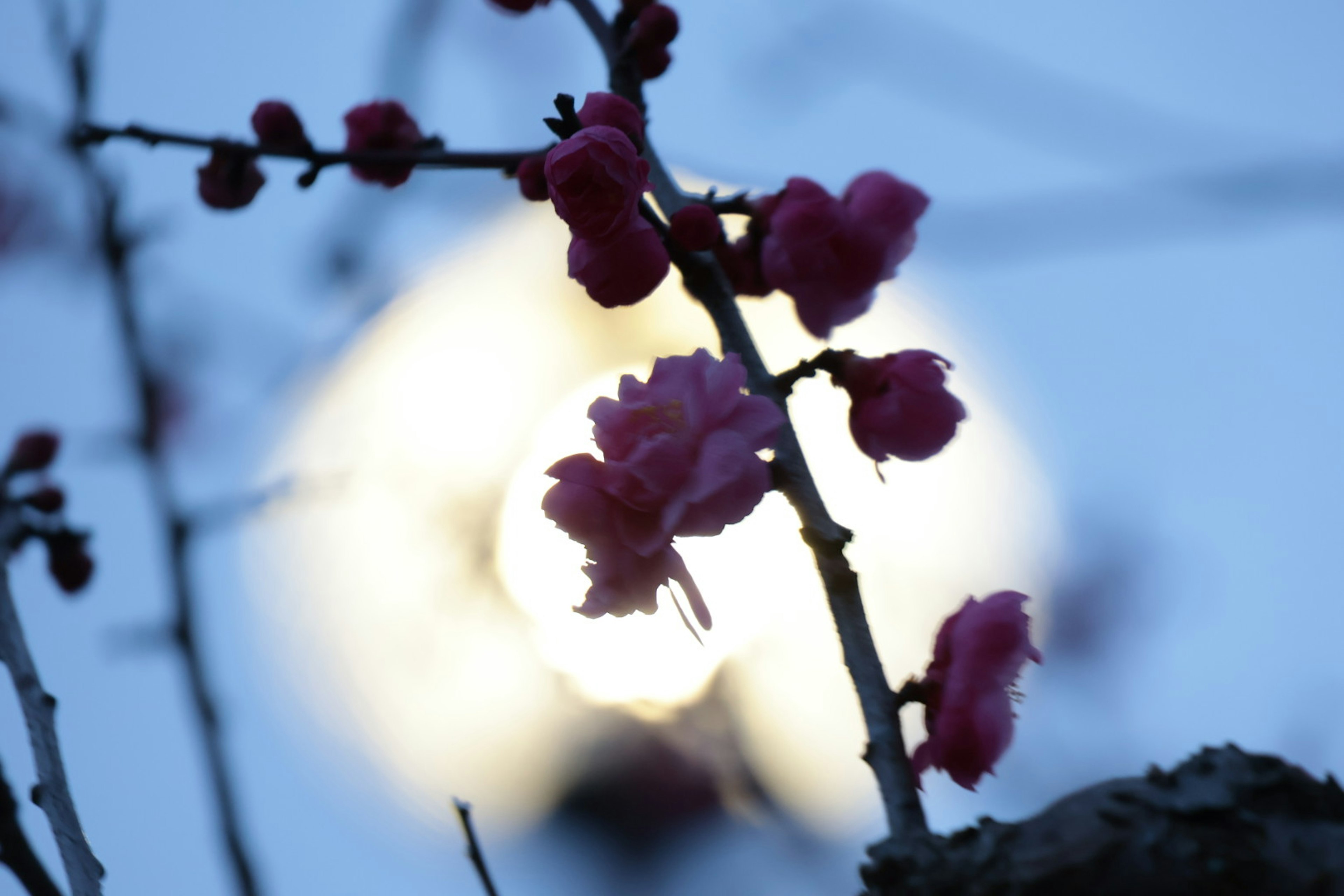 夜空に浮かぶ月を背景にした桃の花のつぼみ