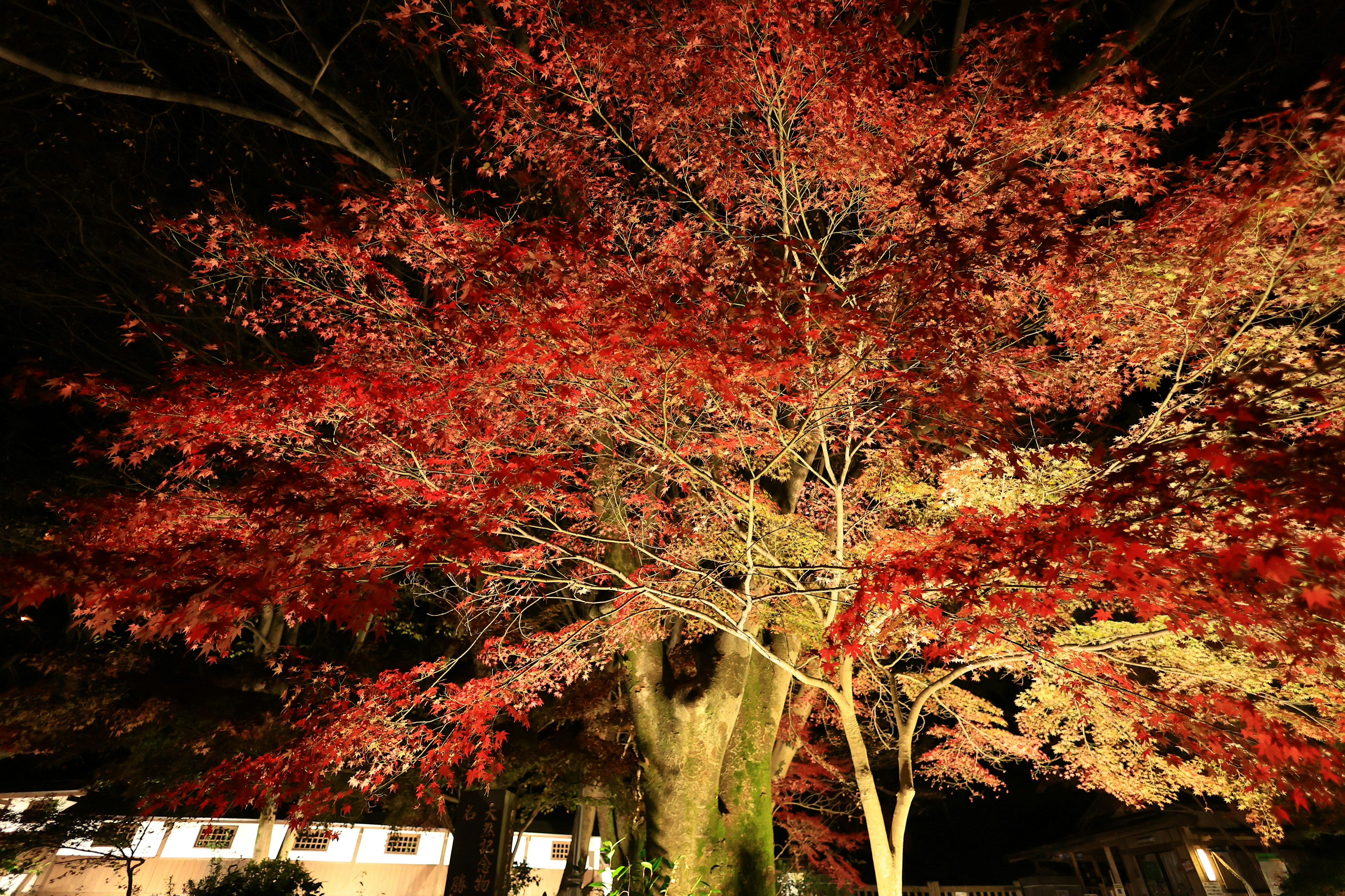 Un árbol con hojas rojas iluminado contra el cielo nocturno