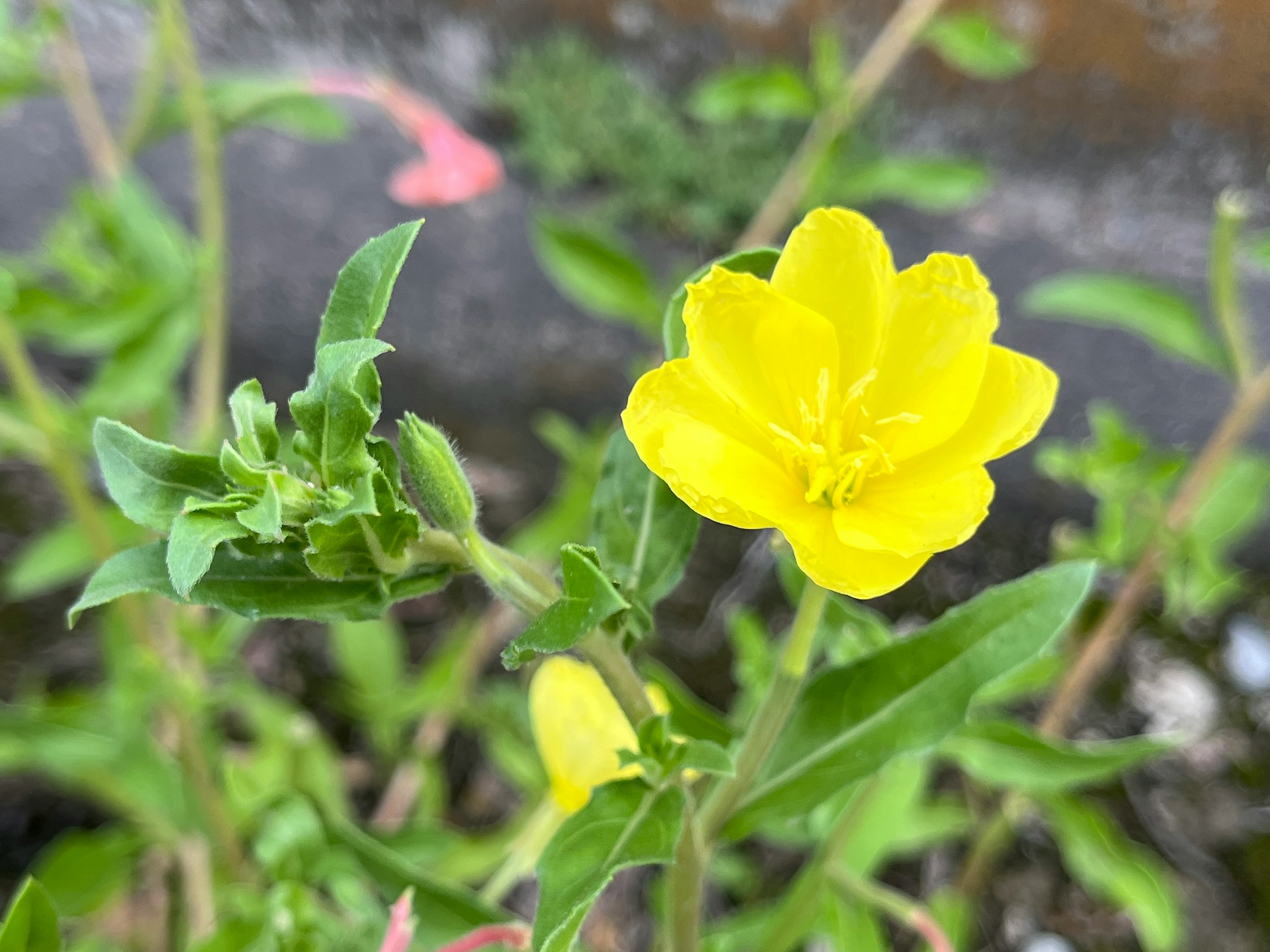 Gros plan d'une plante avec une fleur jaune vif et des feuilles vertes