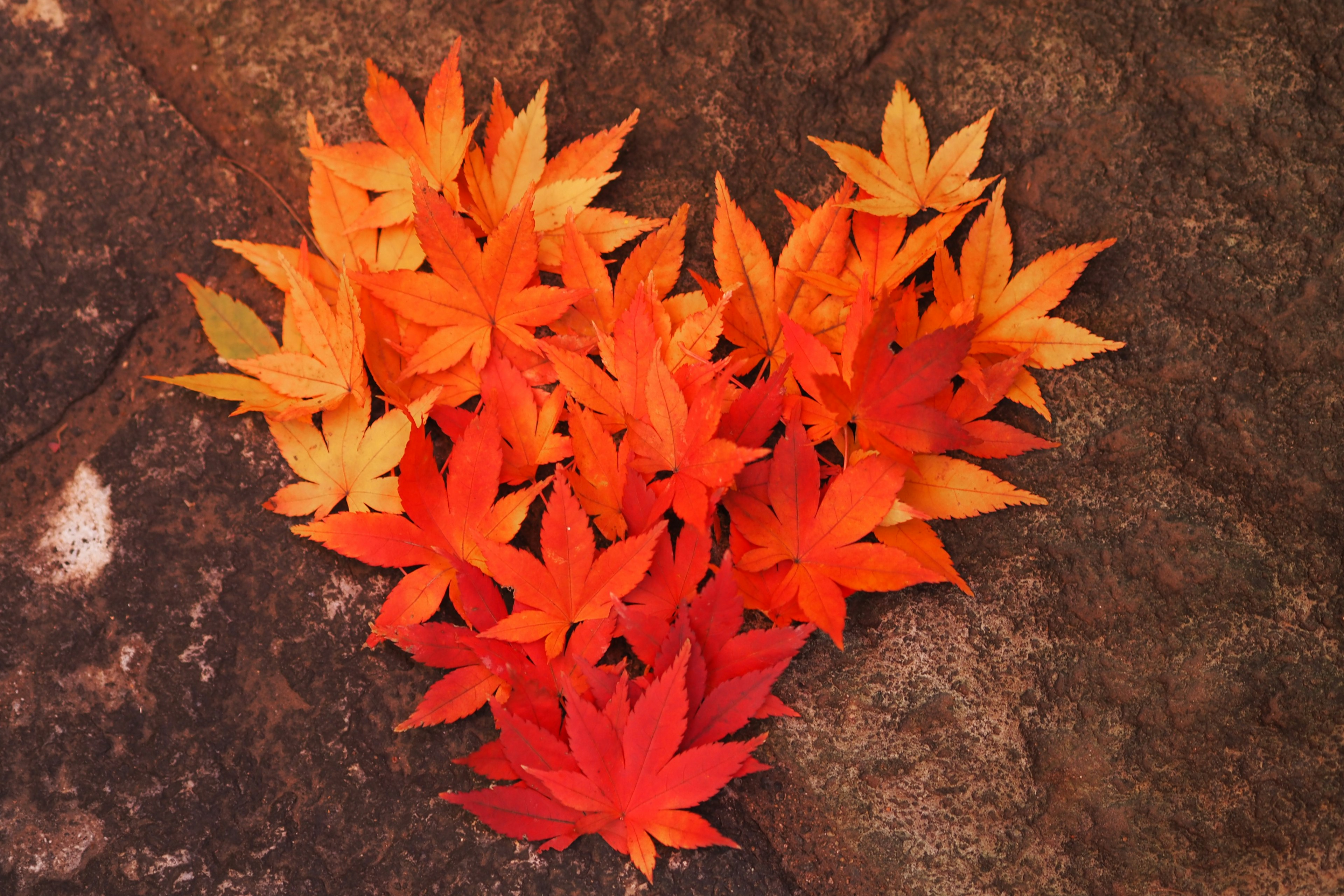 Heart-shaped arrangement of red and orange leaves on a rocky surface