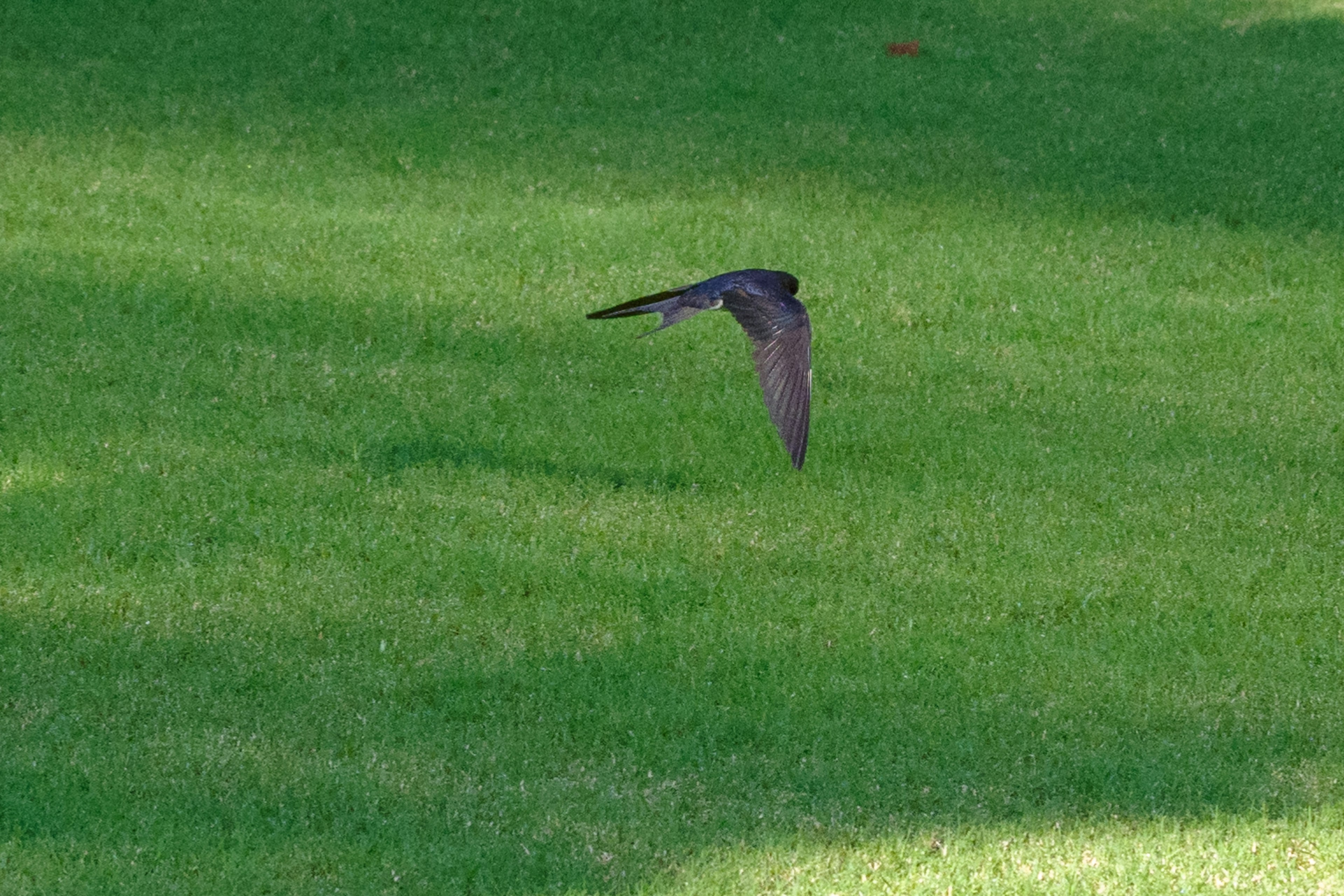 Un pájaro volando sobre césped verde bajo un cielo azul