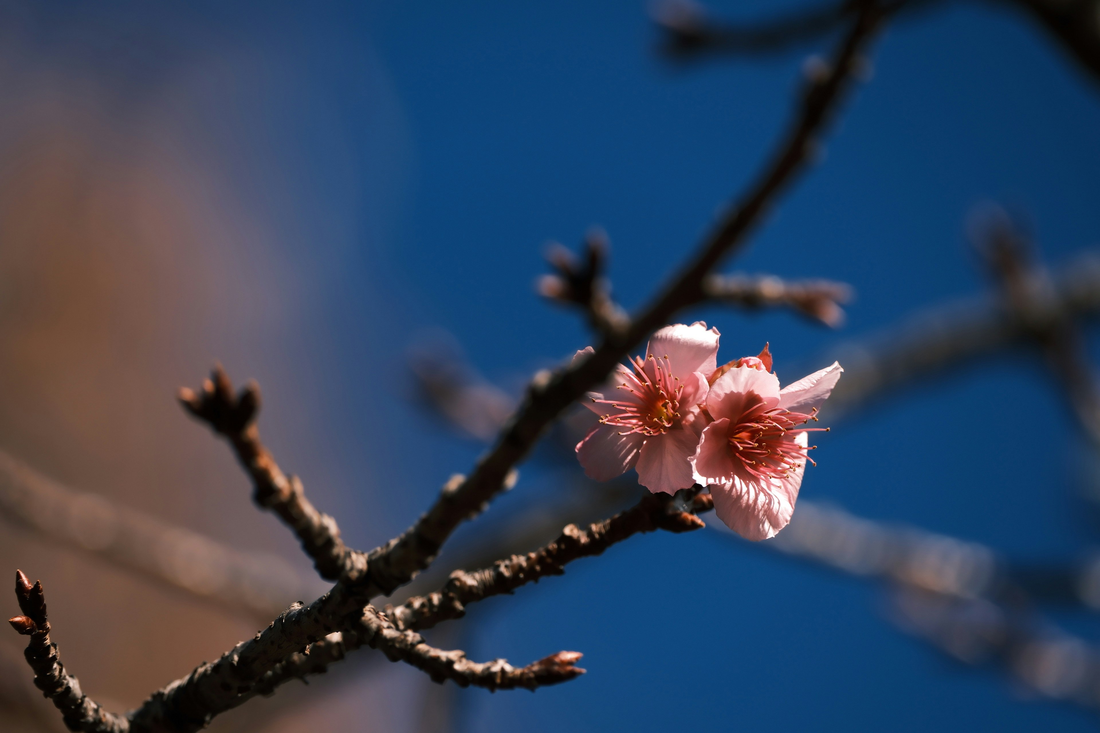 Kirschblüten, die an einem Zweig gegen einen blauen Himmel blühen