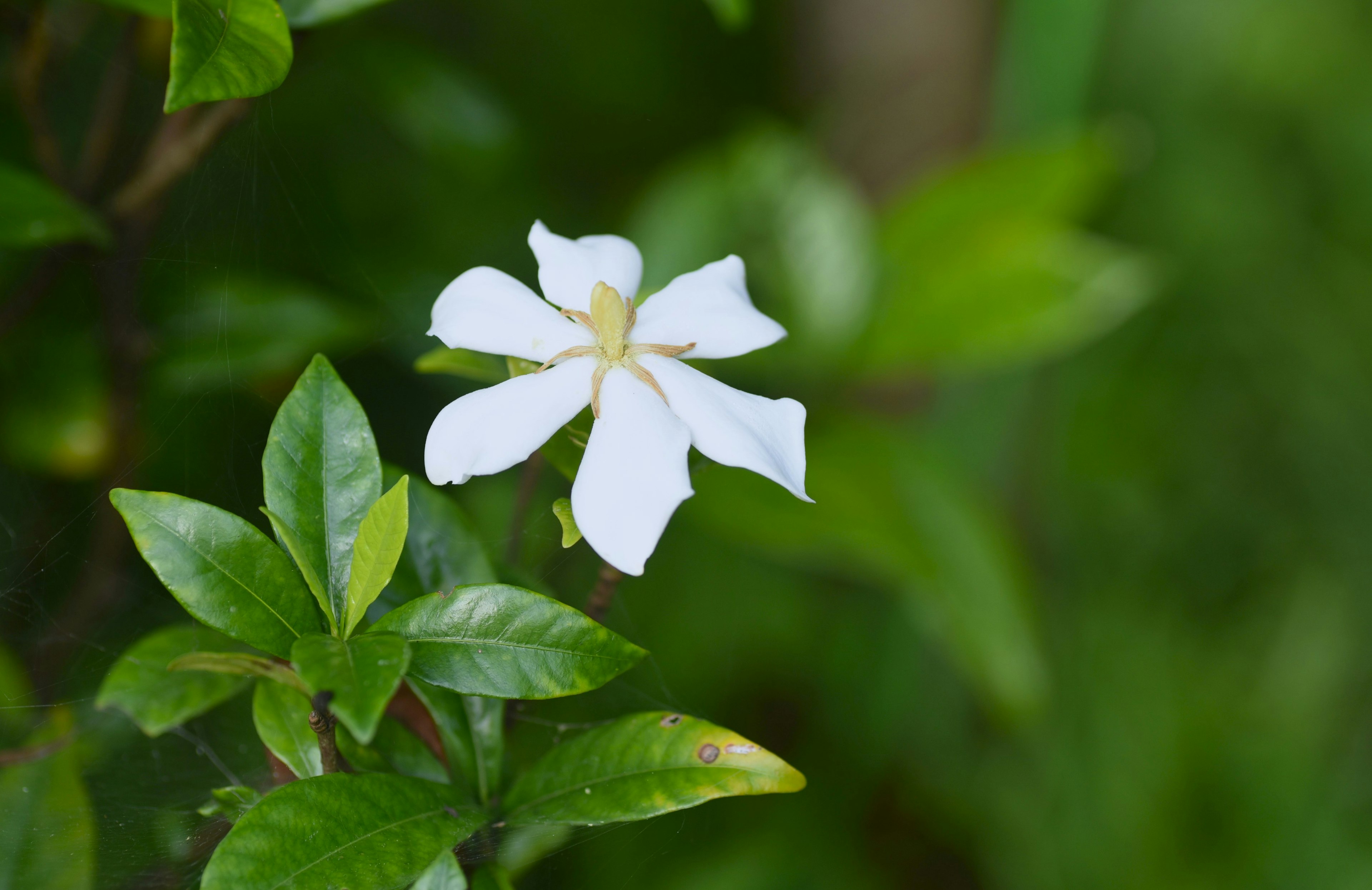 Nahaufnahme einer weißen Blume mit grünen Blättern