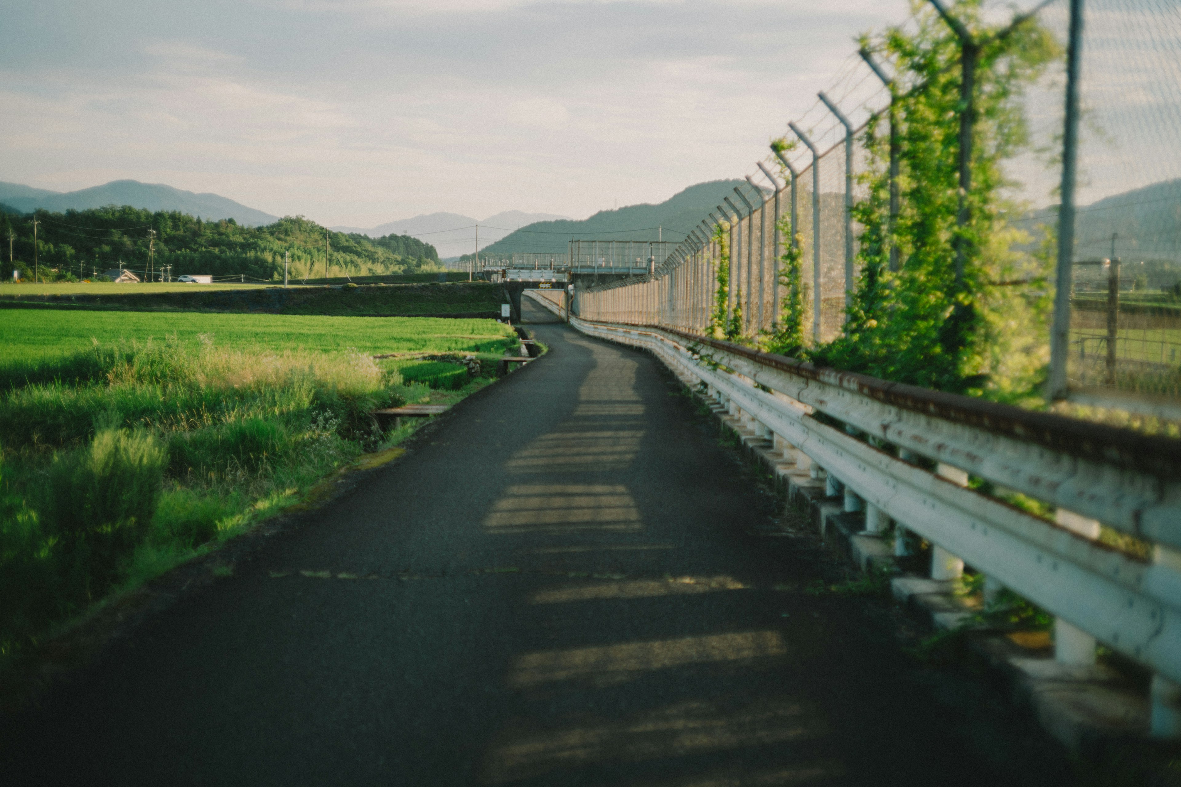 Malersiche Aussicht auf eine Straße, die von grünen Reisfeldern und einem Zaun gesäumt ist