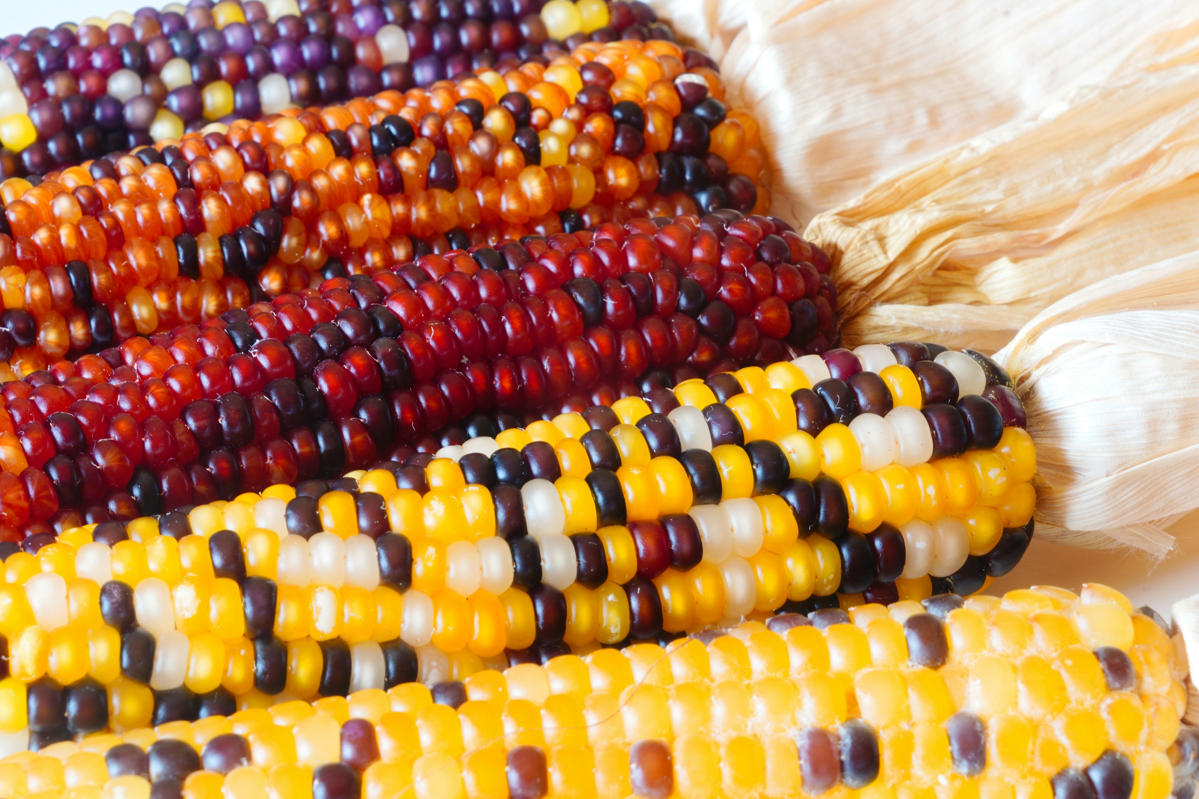 Colorful ears of corn arranged in a row